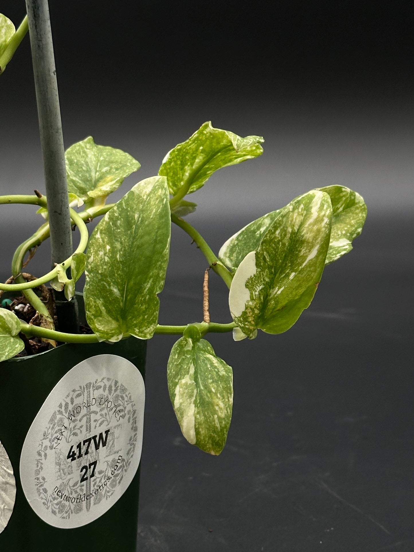 Rhaphidophora Korthalsii Variegated (417W27) showing green leaves with white spots, staked in a small pot, showcasing its unique variegation.