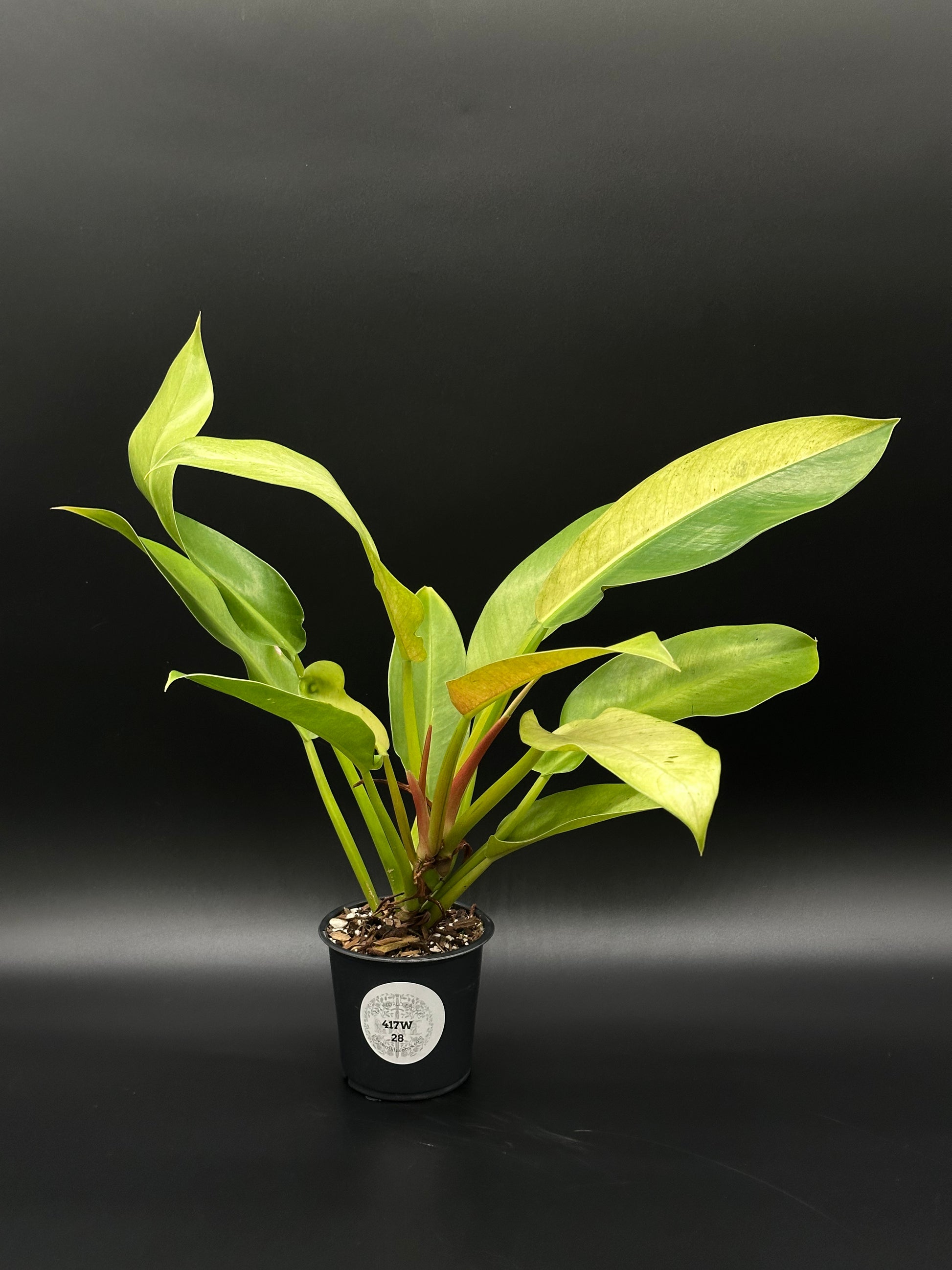 Philodendron Wendlandii sp. 'Orlando' Mint in a pot with a white label, featuring lush leaves, available at Next World Exotics.