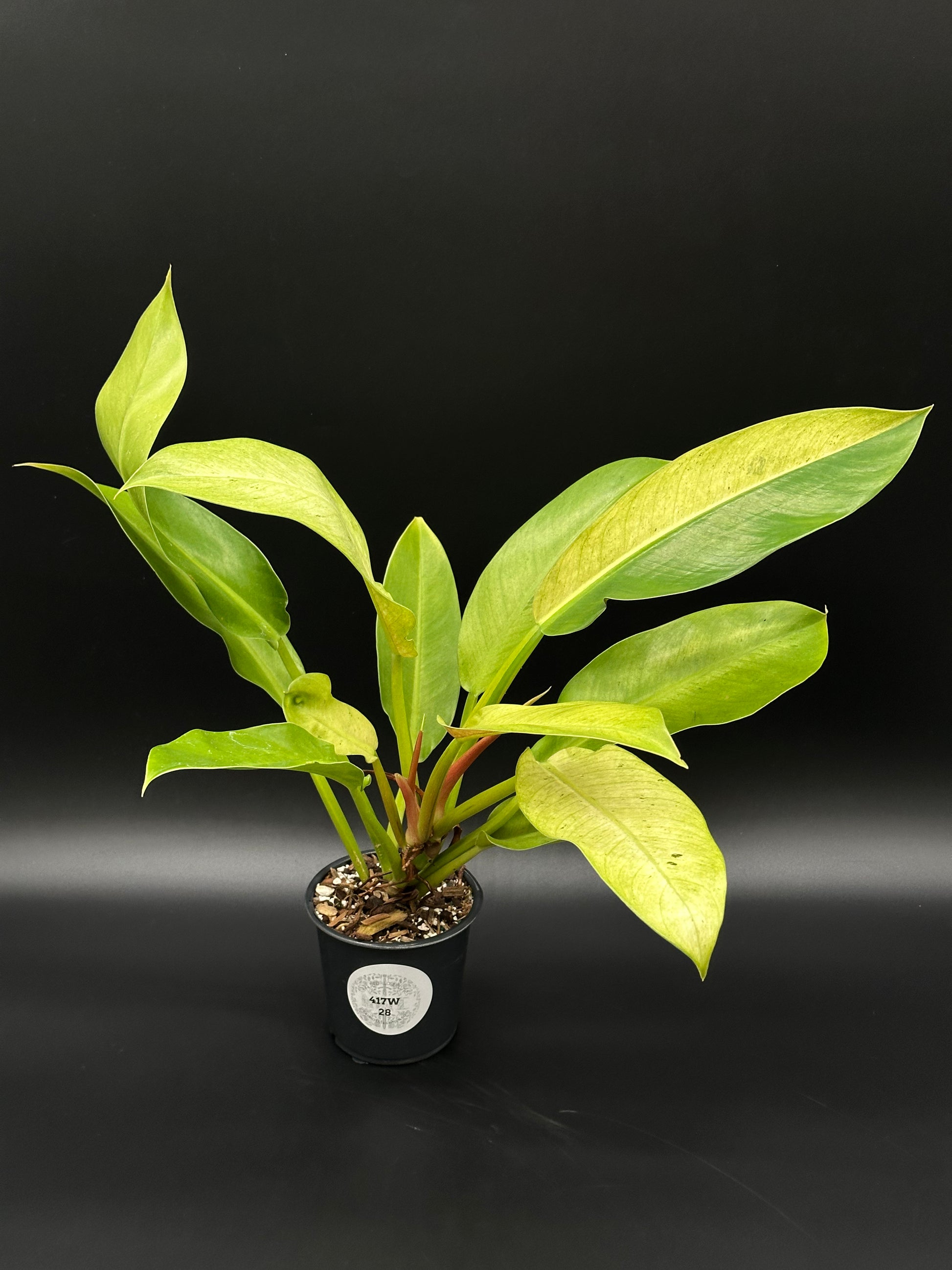 Philodendron Wendlandii sp. 'Orlando' Mint in a pot, showcasing its unique variegated leaves, ideal for exotic houseplant enthusiasts from Next World Exotics.