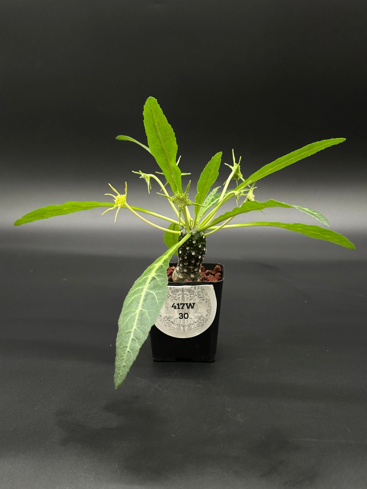 Dorstenia lancifolia in a 2.25-inch black pot, showcasing its lush green leaves, part of Next World Exotics' rare houseplant collection.