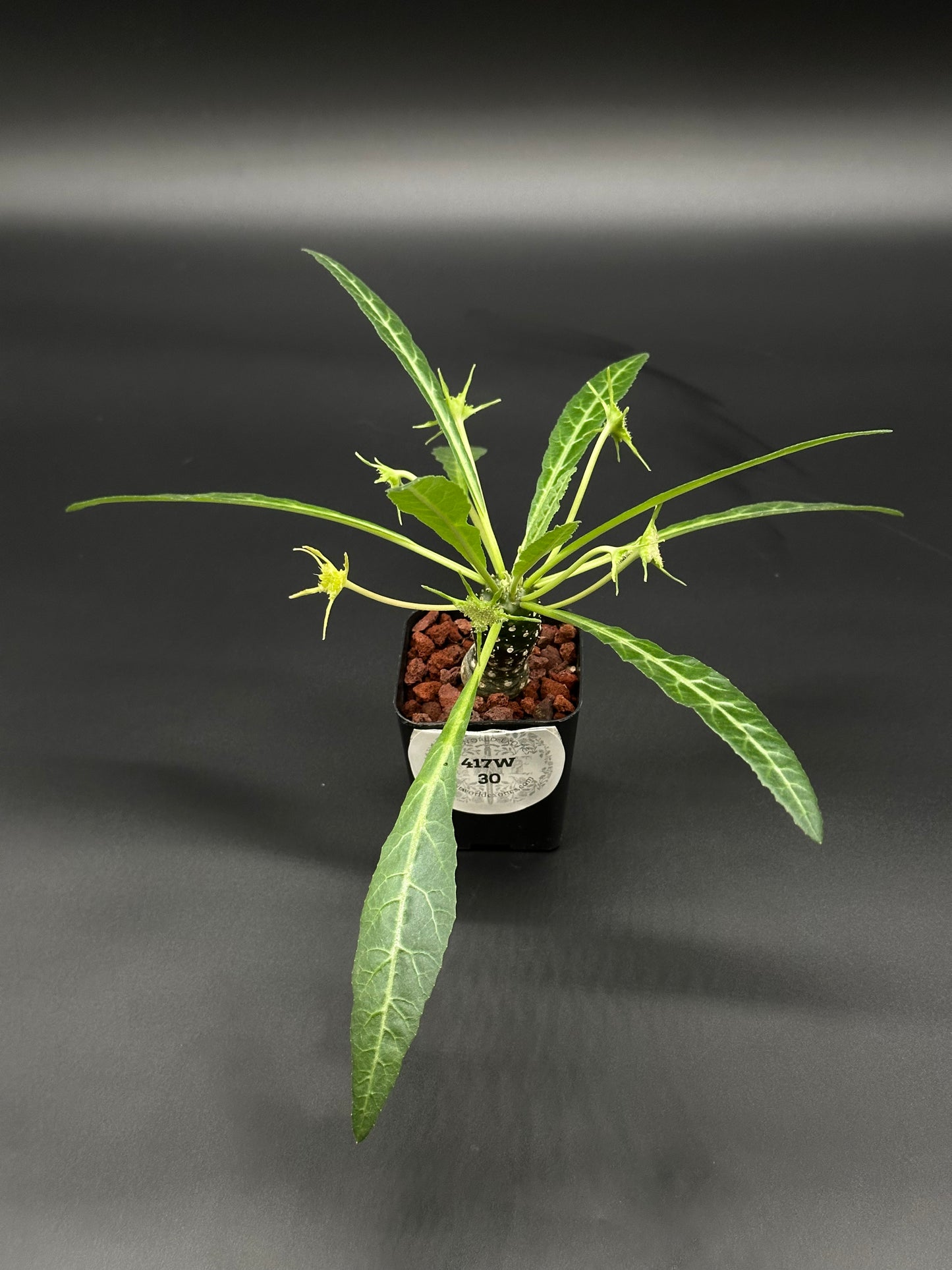 Dorstenia Lancifolia in a 2.25-inch pot, showcasing its unique foliage. Ideal for collectors seeking rare tropical houseplants. Suitable for indoor environments.