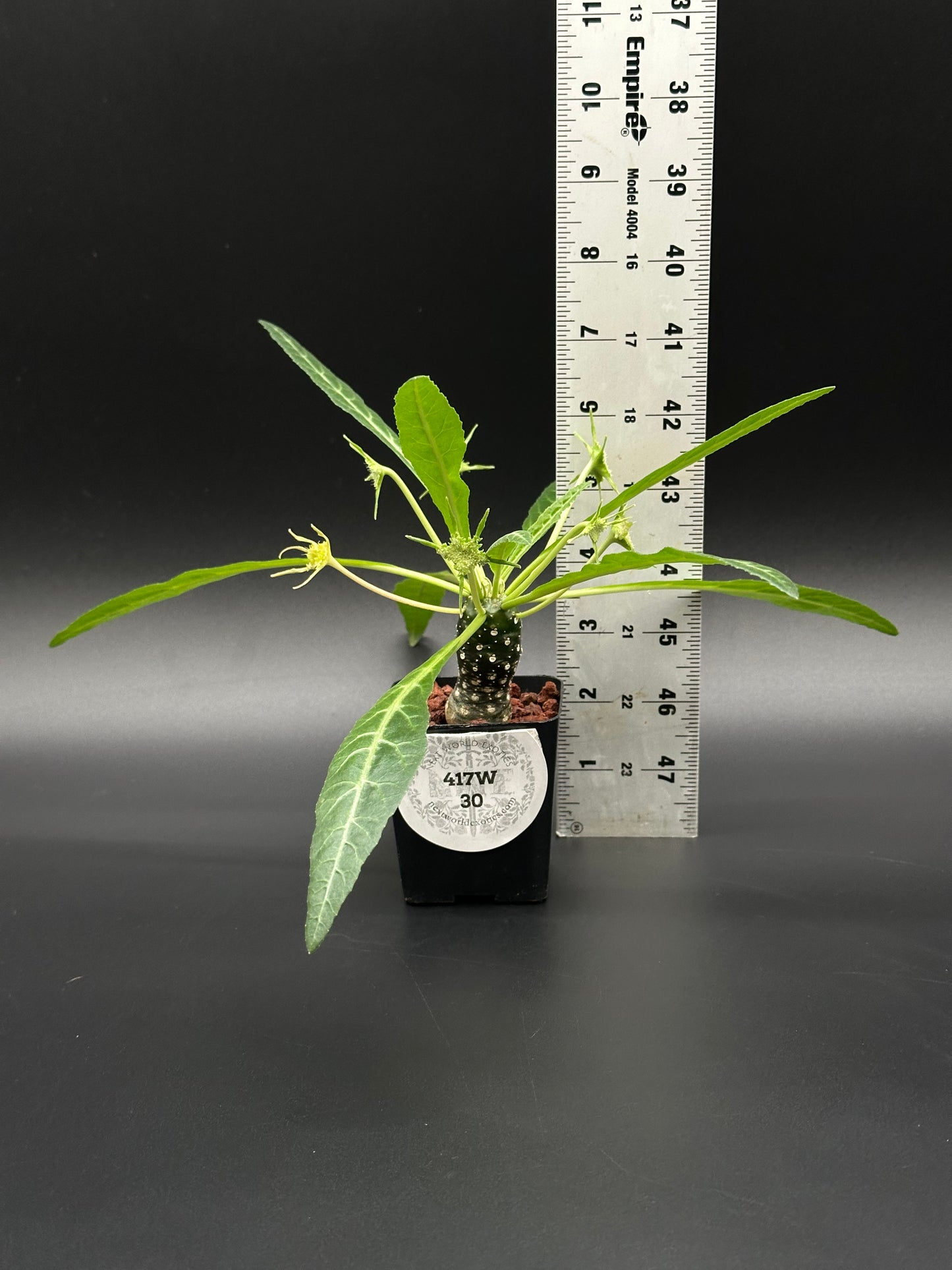 Dorstenia Lancifolia in a 2.25-inch pot, shown beside a measuring stick for scale, highlighting its exotic foliage. Suitable for collectors of rare houseplants.