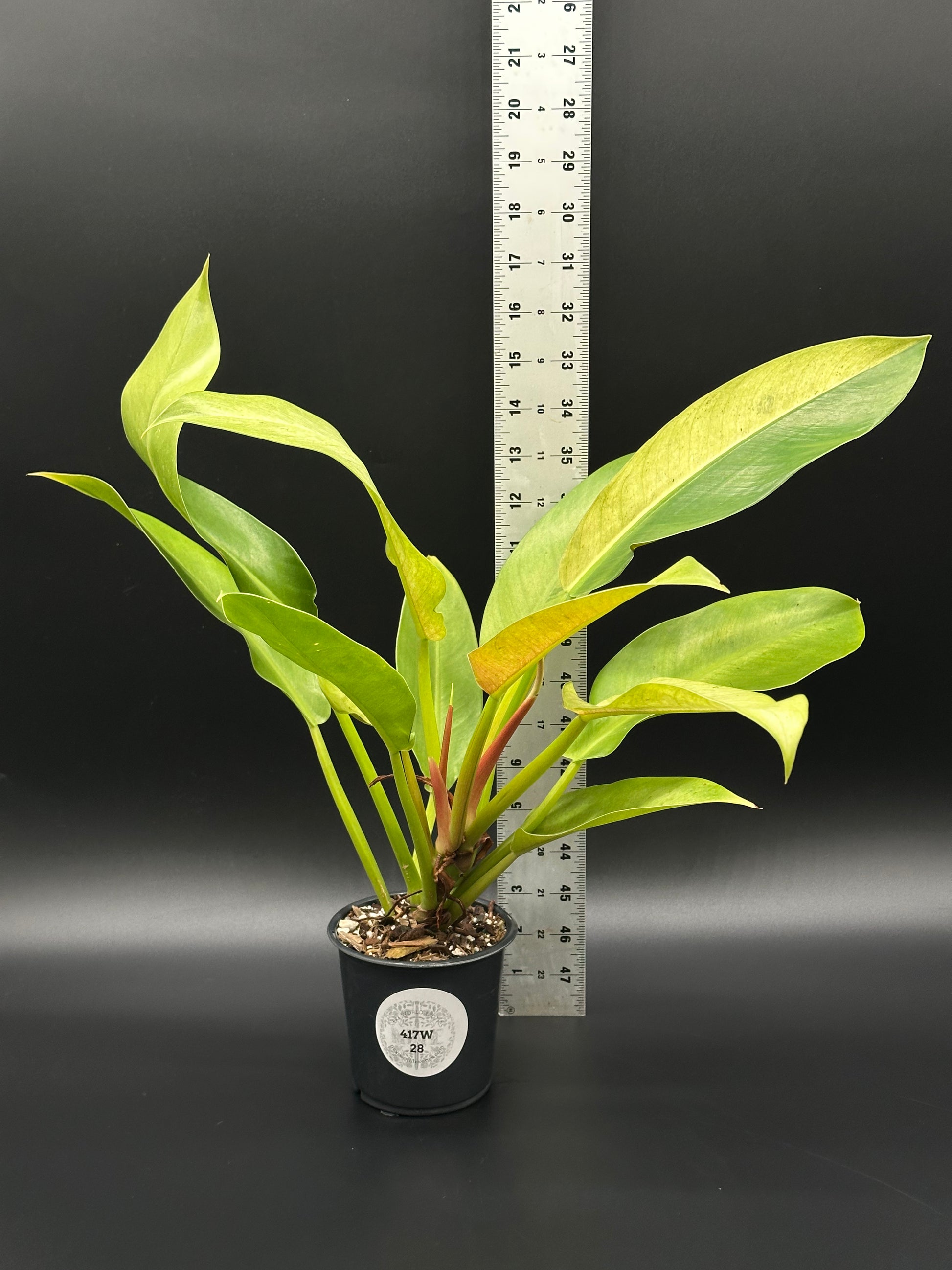 Philodendron Wendlandii sp. 'Orlando' Mint (417W28) in a pot, shown with a ruler for scale, highlighting its compact size and lush leaves.
