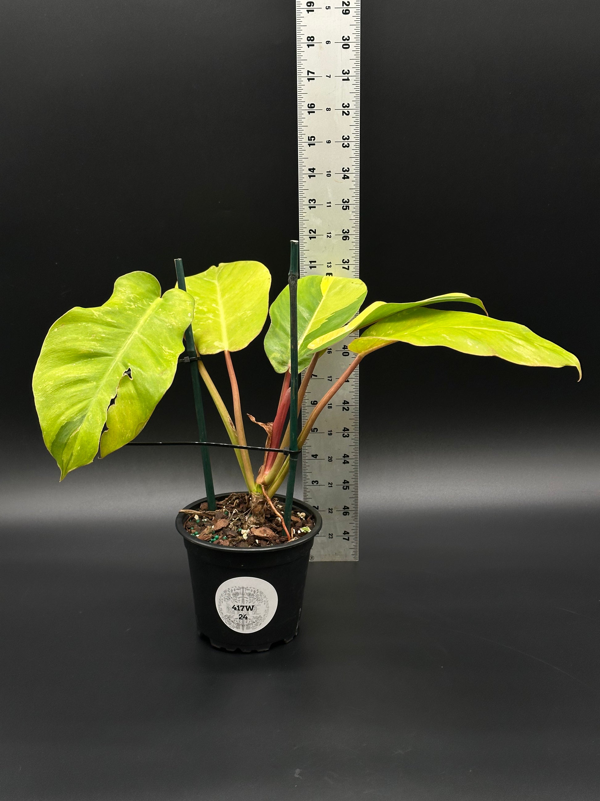 Philodendron 'Jungle Fever' in a 4-inch pot, shown with a ruler for size reference, featuring bright leaves.