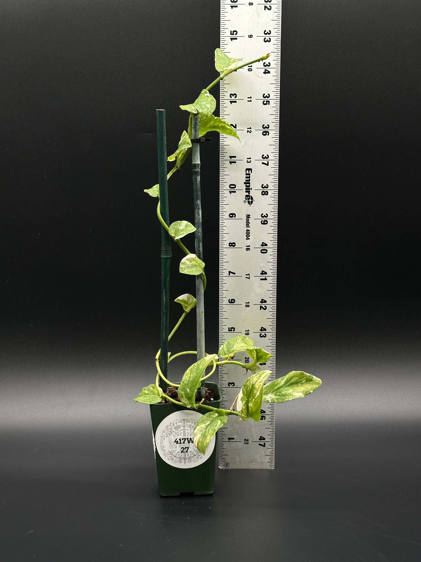 Rhaphidophora Korthalsii Variegated in a 2.25-inch pot, shown beside a ruler for size reference, highlighting its unique leaf patterns.
