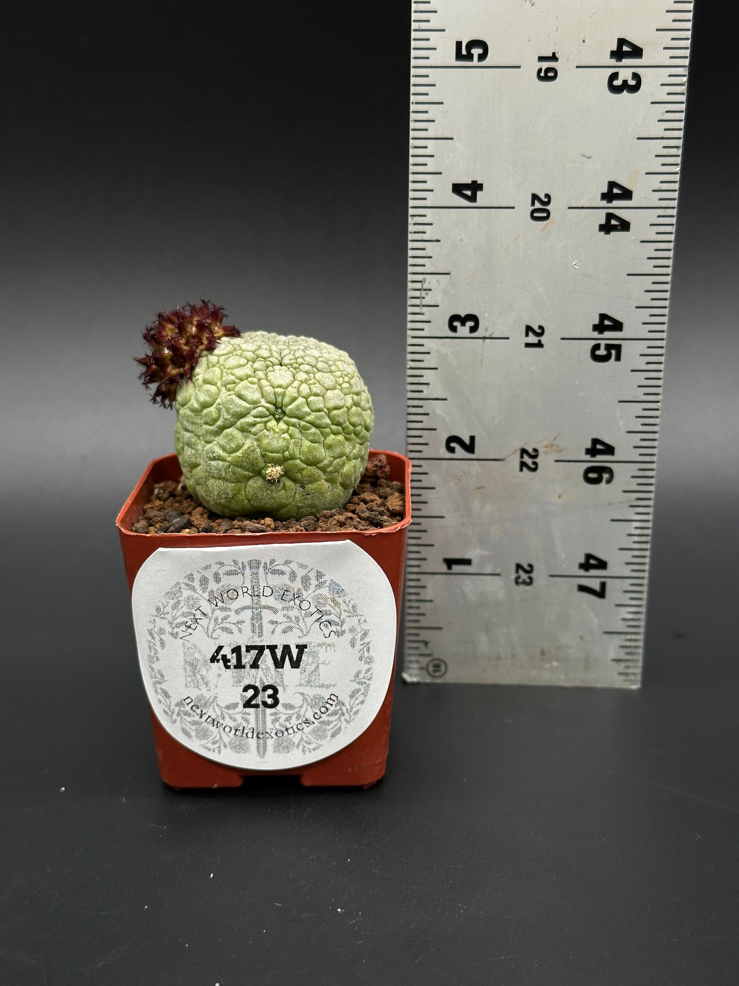 Pseudolithos Migiurtinus in a 2.5-inch pot next to a ruler, showcasing its textured surface and size for accurate measurement.