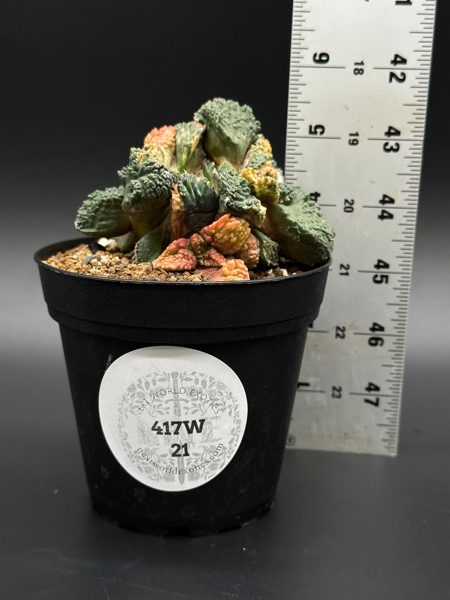 Ariocarpus Fissuratus cv. 'Godzilla' Hybrid Variegated GRAFT (417W21) in a 4-inch pot, showcasing its textured surface and intricate tuberculate pattern, with ruler for scale.