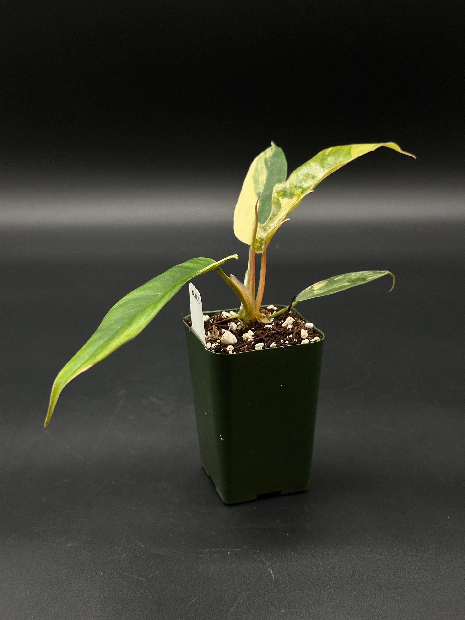 Philodendron sp. 'Florida Beauty' x Tortum, a rare tropical houseplant, showcasing intricate leaf patterns and structure, ideal for collectors and enthusiasts.