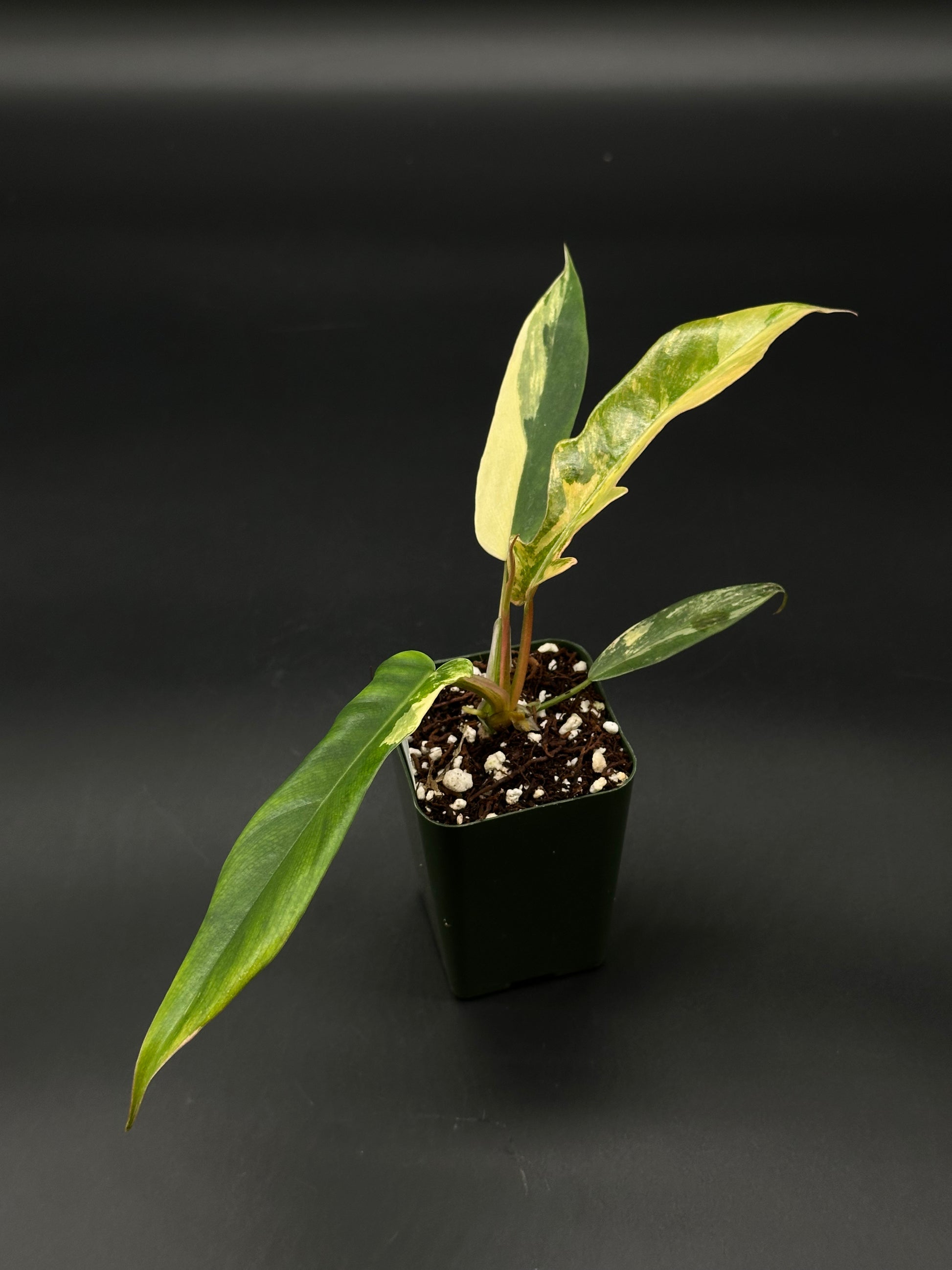 Philodendron sp. 'Florida Beauty' x Tortum plant with unique variegated leaves, ideal for collectors seeking rare tropical houseplants from Next World Exotics.