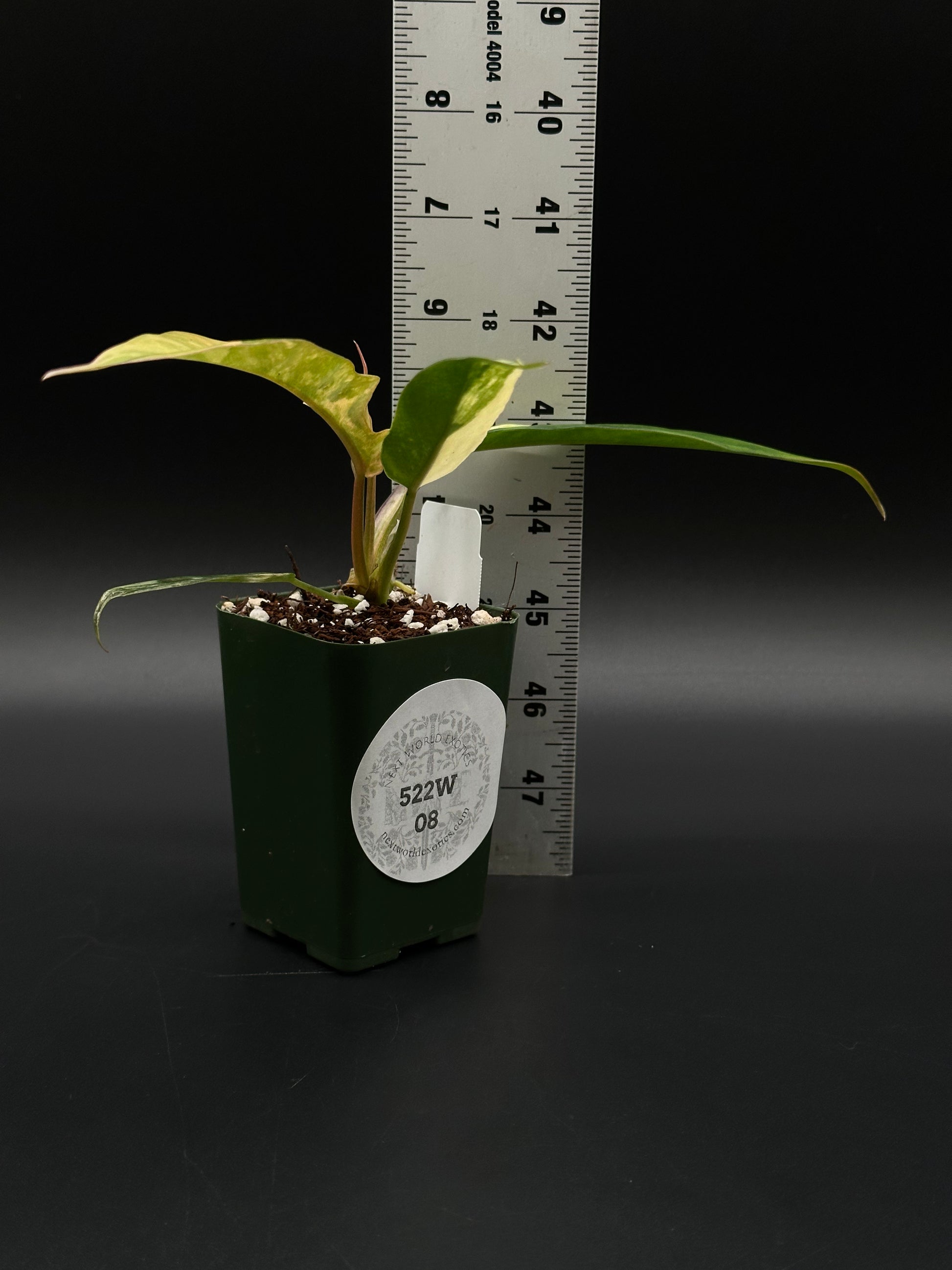 Philodendron sp. 'Florida Beauty' x Tortum plant with lush, intricate foliage, ideal for exotic houseplant collectors seeking unique variegated tropical varieties.