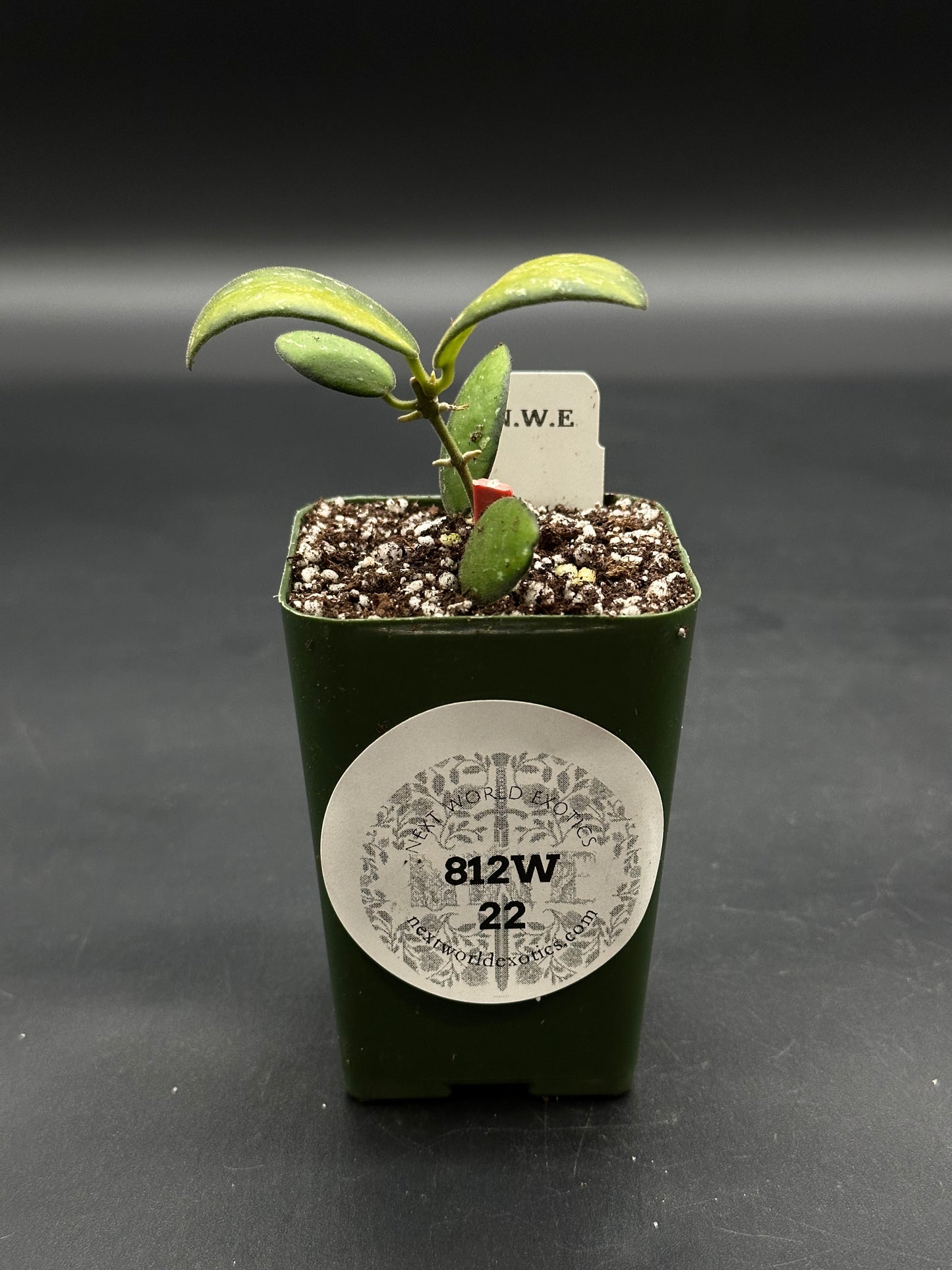 Hoya sp. 'VL9' Variegated (812W22) in green pot with gritty mix, upright stem, fleshy leaves; branded stake and label visible.