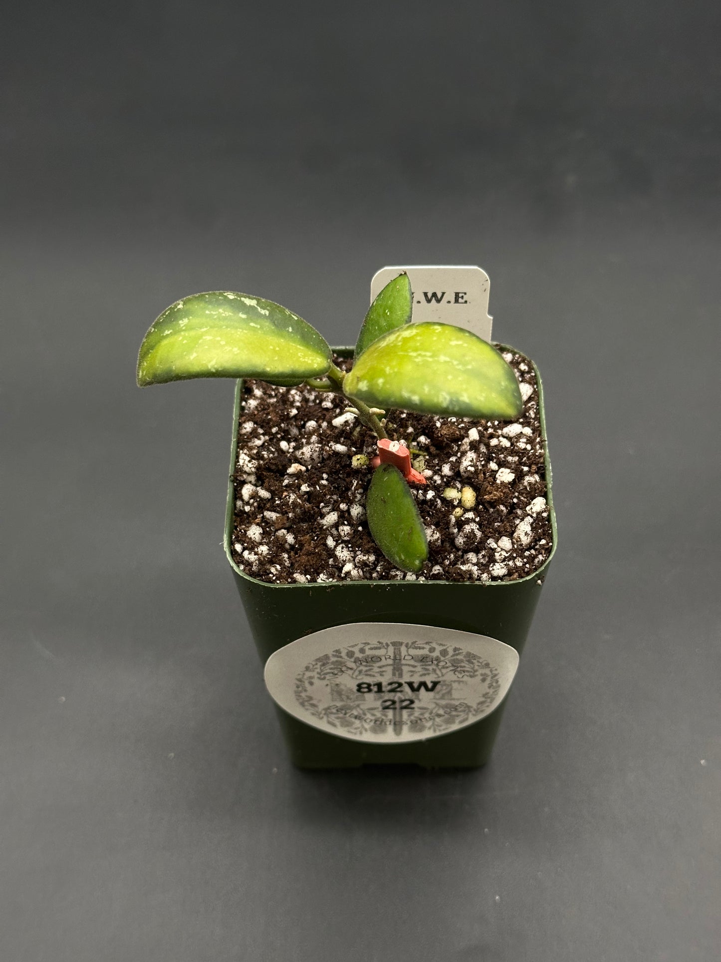 Hoya sp. 'VL9' Variegated (812W22) in a 3-inch green nursery pot with mottled yellow-green leaves, soil-perlite mix, and labeled plant tag.