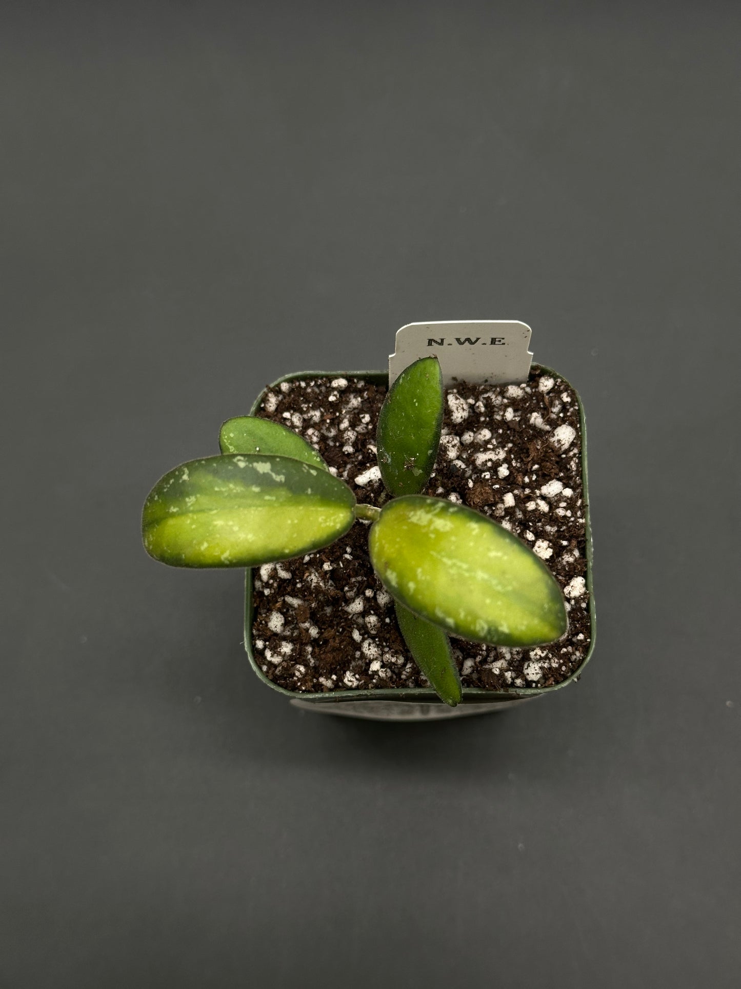 Hoya sp. 'VL9' Variegated (812W22) in a square pot, featuring green-and-yellow mottled leaves, with a N.W.E. tag in the soil.