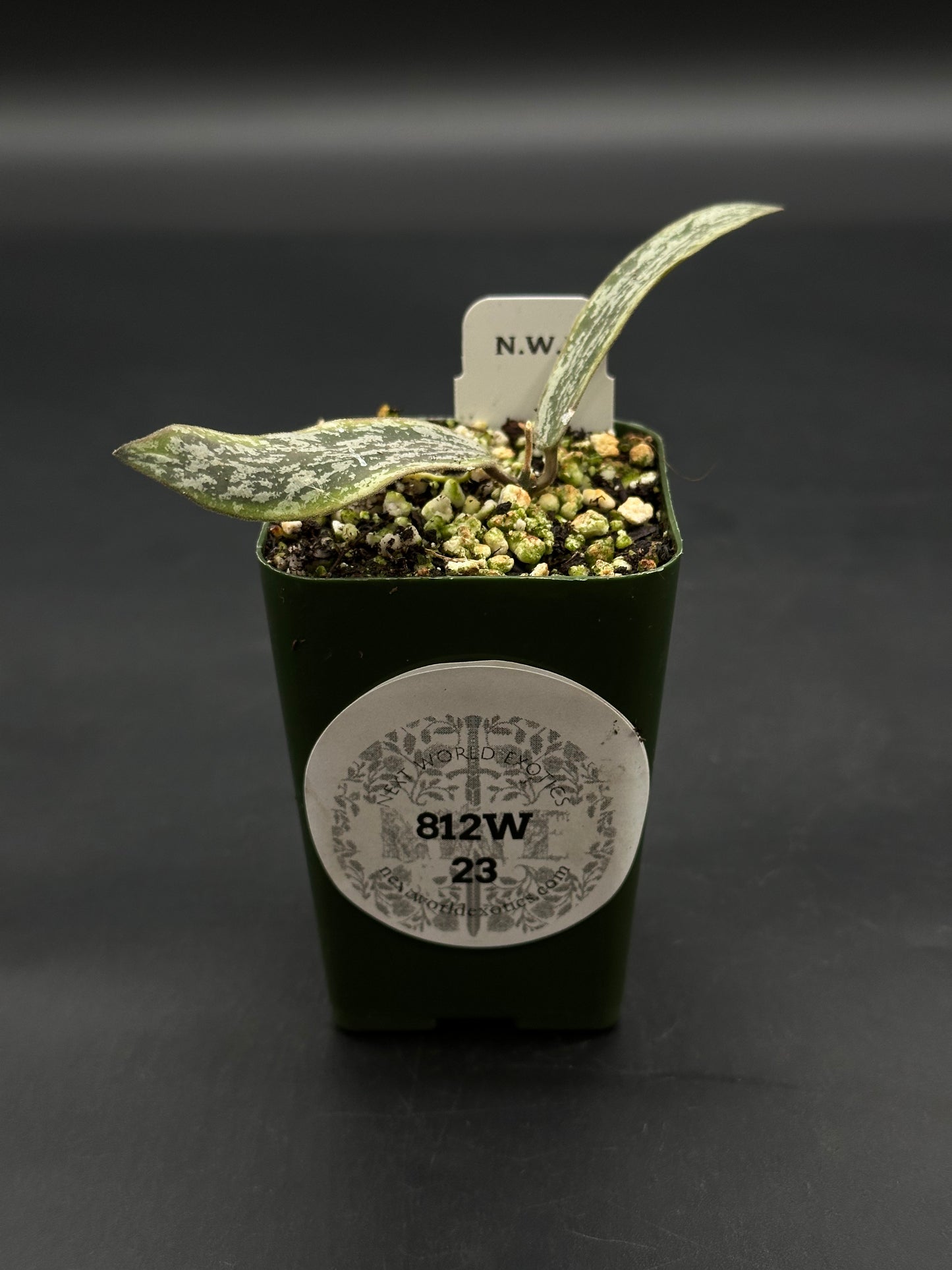 Hoya Sigillatis Albomarginata (812W23)