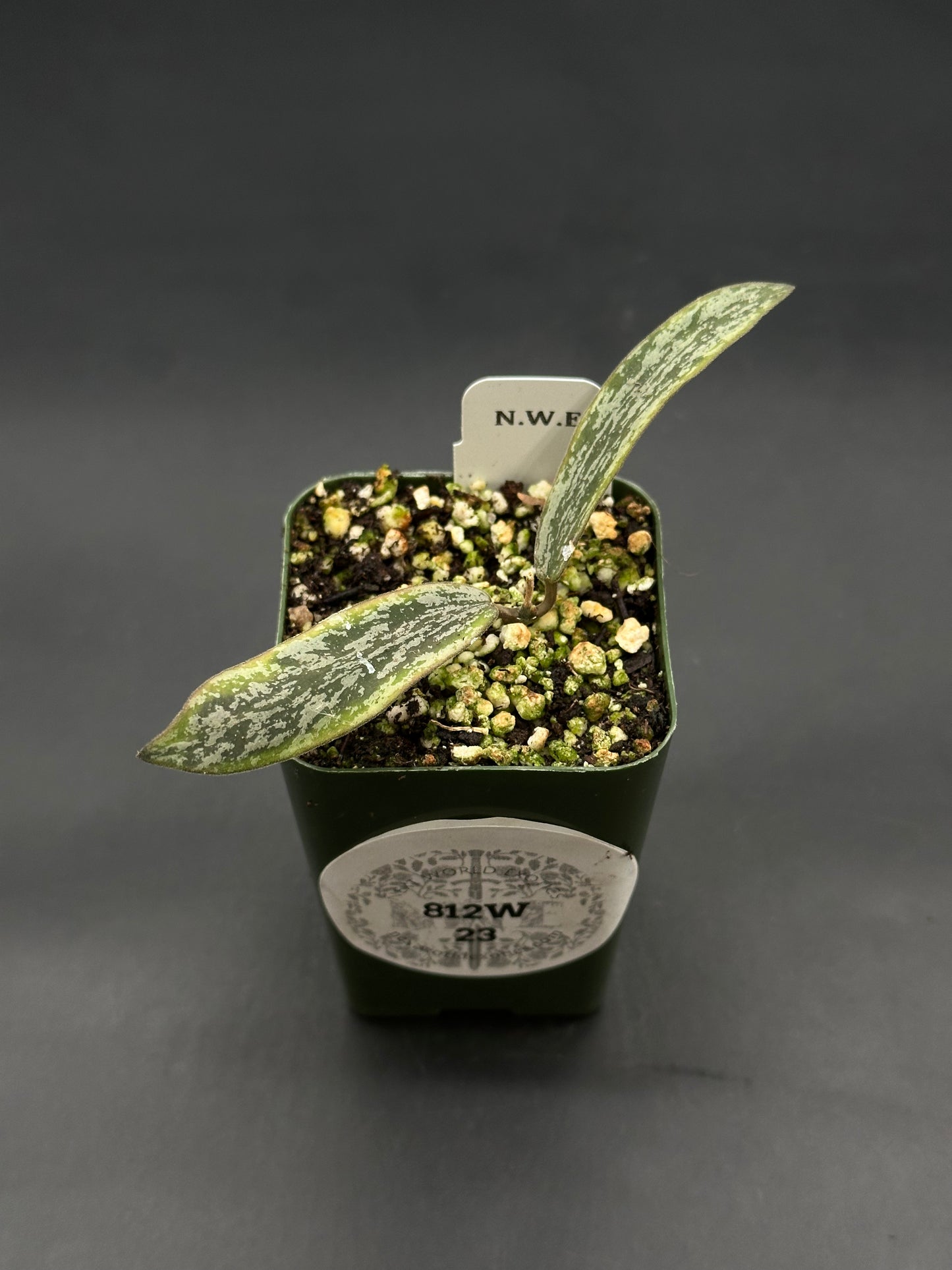 Hoya Sigillatis Albomarginata cutting in a small nursery pot with two silvery mottled leaves and grower's label, available at Next World Exotics.