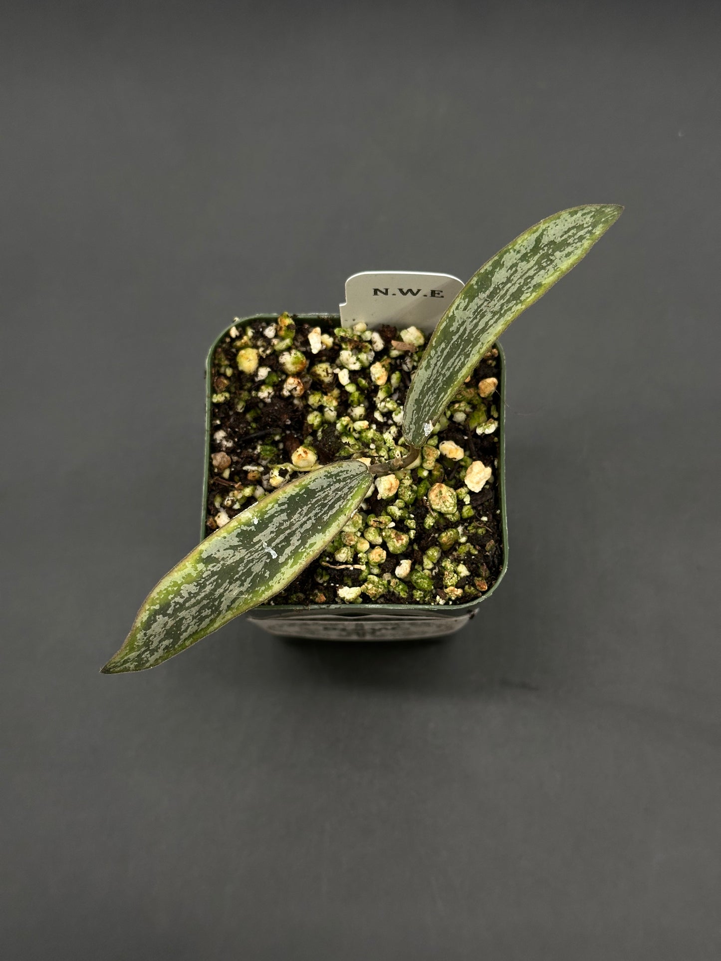 Hoya Sigillatis Albomarginata (812W23) cutting in a 2-inch black pot, featuring two lance-shaped, variegated leaves with silvery marbling, labeled “N.W.E.”