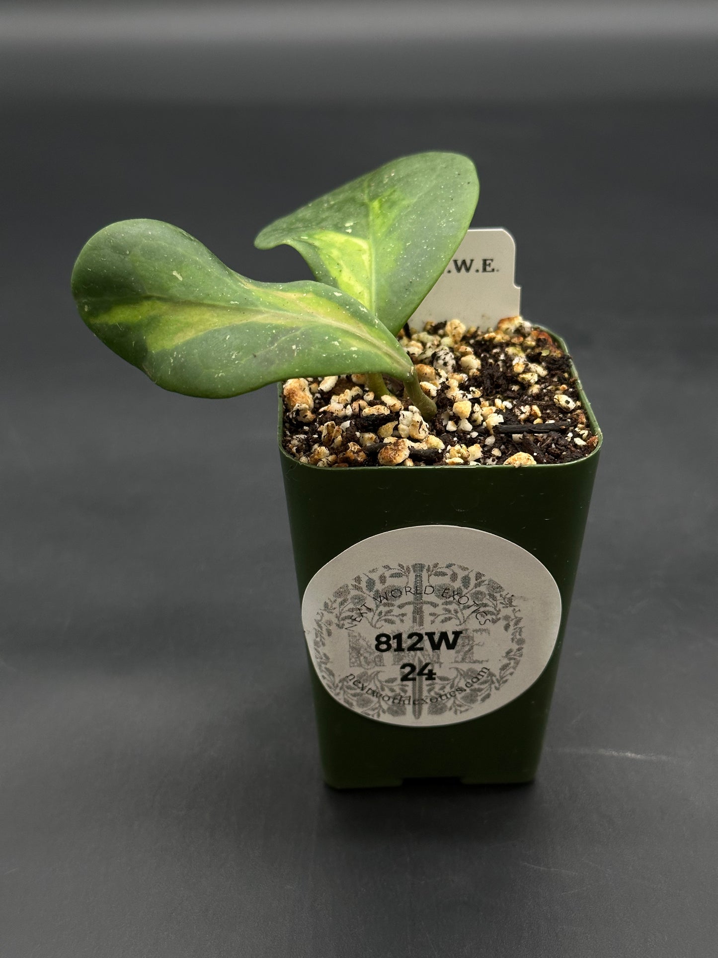 Hoya Mindorensis cv. 'Purple Star' Variegated, in a 2 green pot, features two marbled leaves. Ideal for exotic plant enthusiasts and collectors.