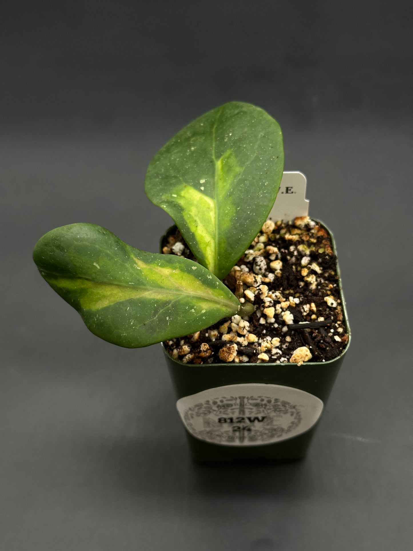 Hoya Mindorensis cv. 'Purple Star' Variegated (812W24) in a small green pot, featuring two thick leaves with yellow variegation, set in potting mix.