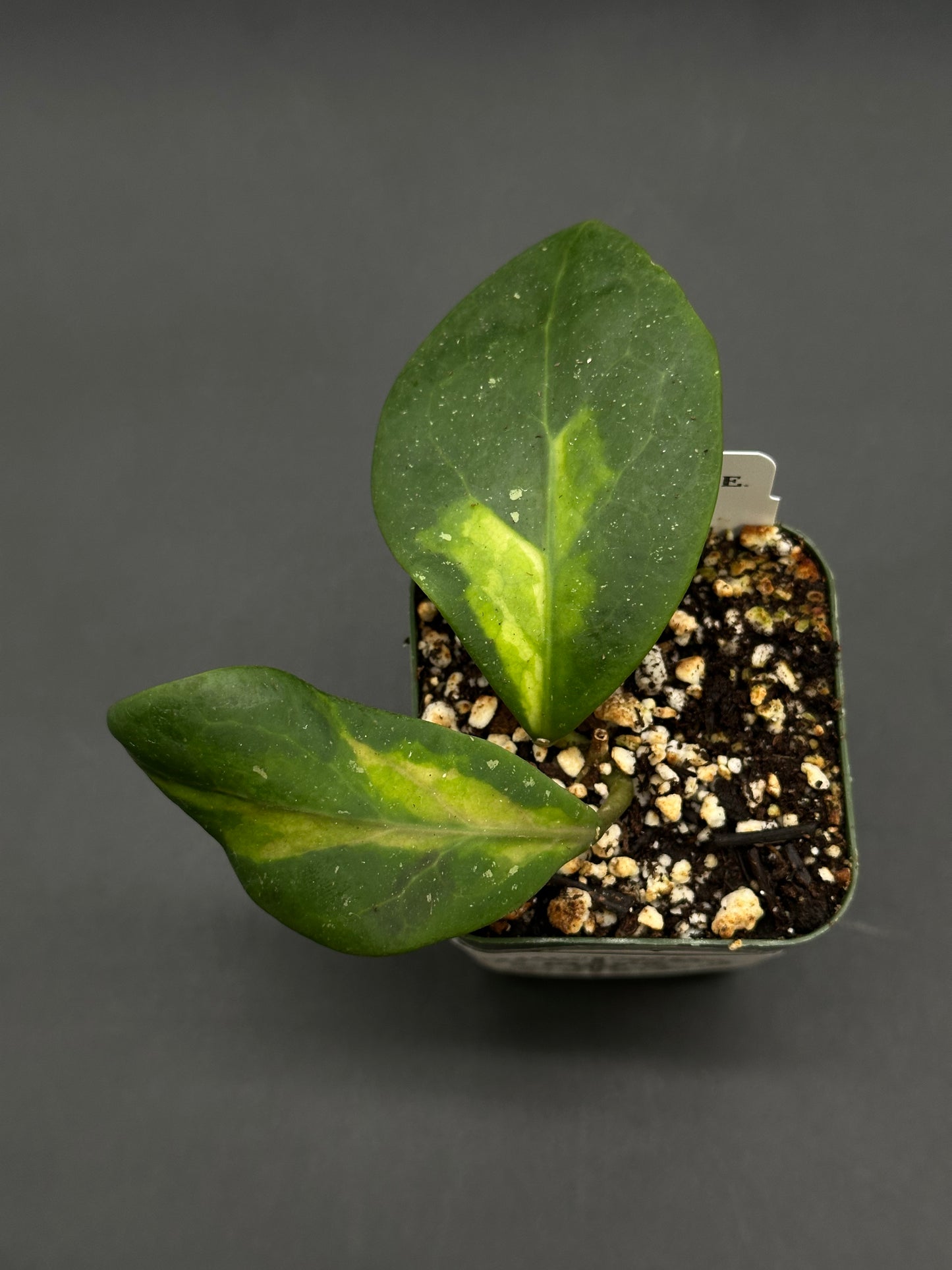 Hoya Mindorensis cv. 'Purple Star' Variegated cutting in a square pot, featuring thick, glossy, dark green leaves with light green variegation, ideal for exotic plant enthusiasts.