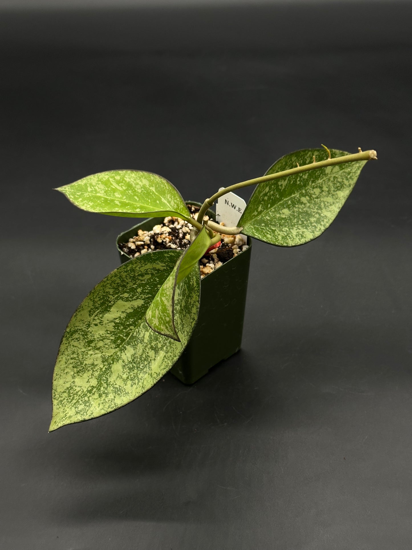 Hoya Icensis (FKA Patcharawalai) 023 Splash (812W28) cutting in a plastic nursery pot, with oval, silvery-green variegated leaves, ideal for collectors or beginners.