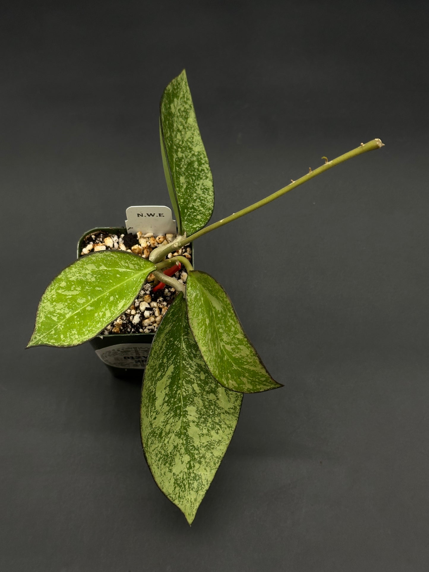 Hoya Icensis (FKA Patcharawalai) 023 Splash (812W28) in a small nursery pot, featuring three silvery-green leaves and a long stem in chunky soil.