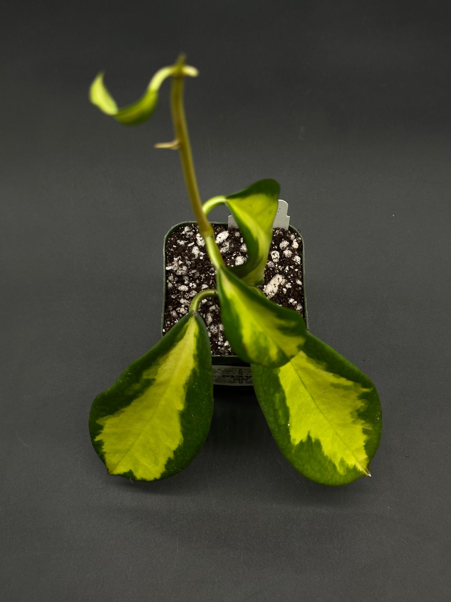 Hoya Diversifolia cv. 'Maharani' cutting in a nursery pot, featuring glossy leaves with yellow-green variegation and dark green edges, ideal for exotic plant collectors.