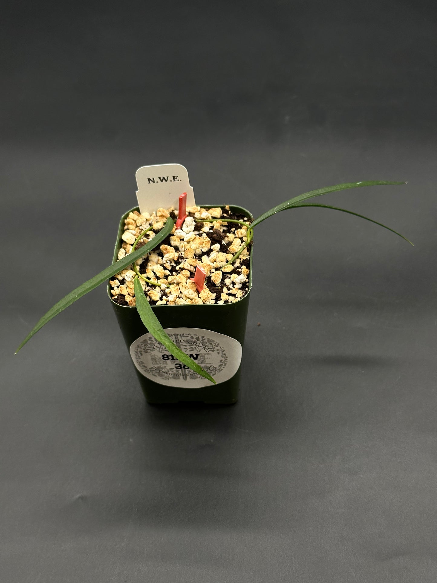 Hoya Yvesrocheri aff. Stenophylla NS08030 in a dark-green pot with gritty soil, two grass-like leaves, and labeled N.W.E. with red stakes.