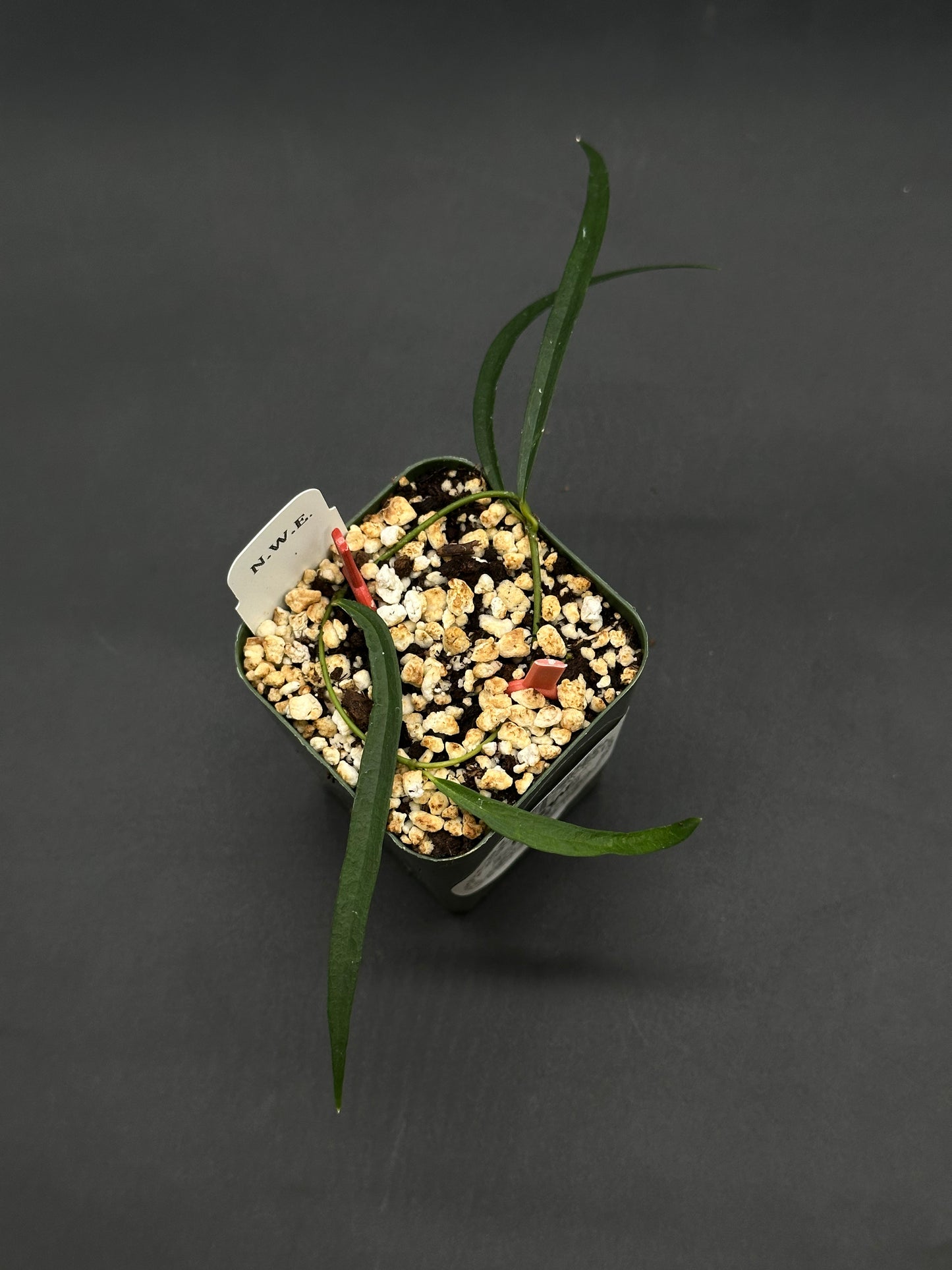 Hoya Yvesrocheri aff. Stenophylla NS08030 in a dark green nursery pot with a plant label and red marker, showcasing narrow, lance-shaped leaves.