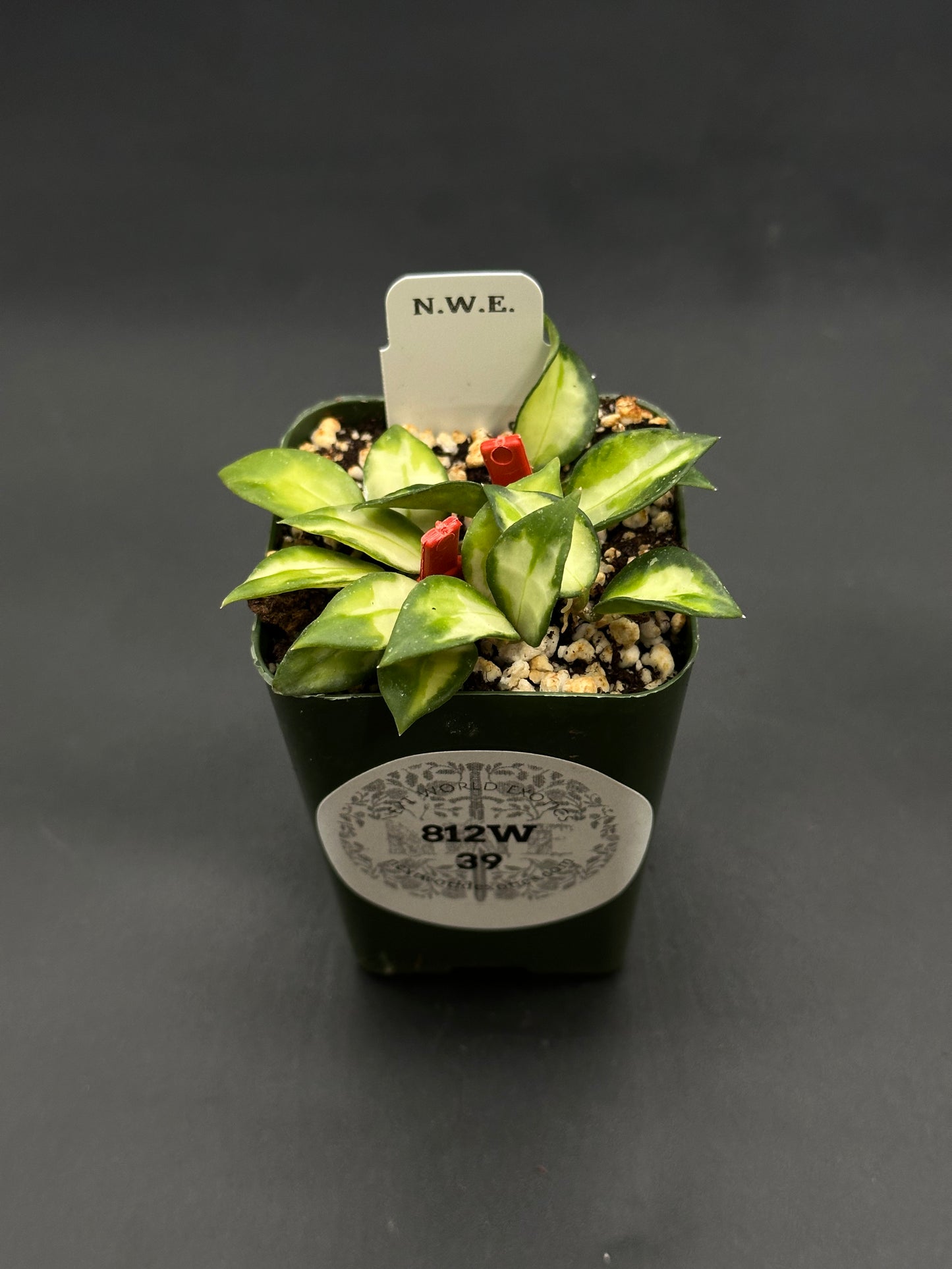 Hoya Lacunosa cv. 'Tri-Color Bruno' cutting in a green pot with variegated leaves, red propagation clips, and a label reading “N.W.E.” and “812W-39.”