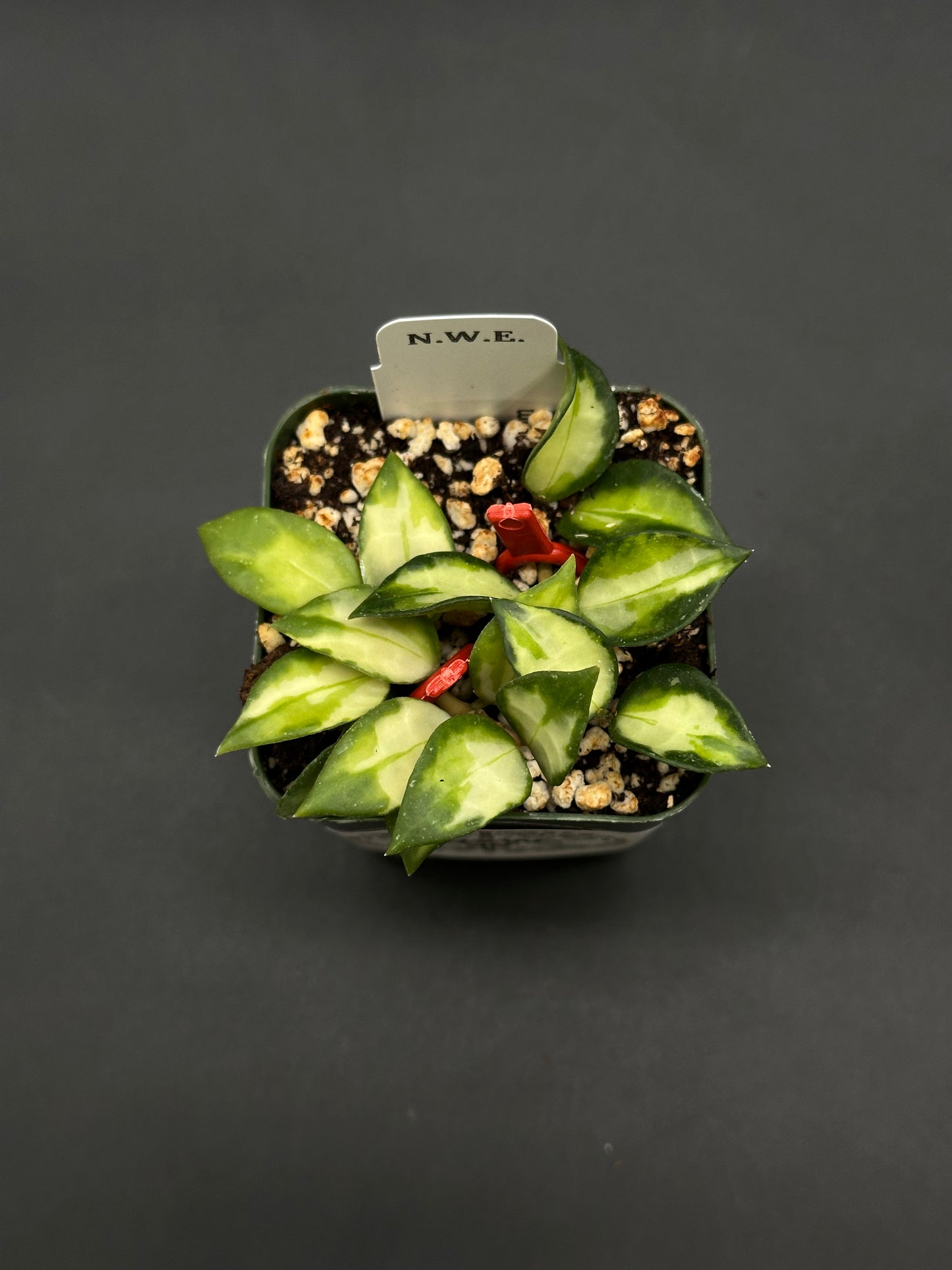 Hoya Lacunosa cv. 'Tri-Color Bruno' (812W39)