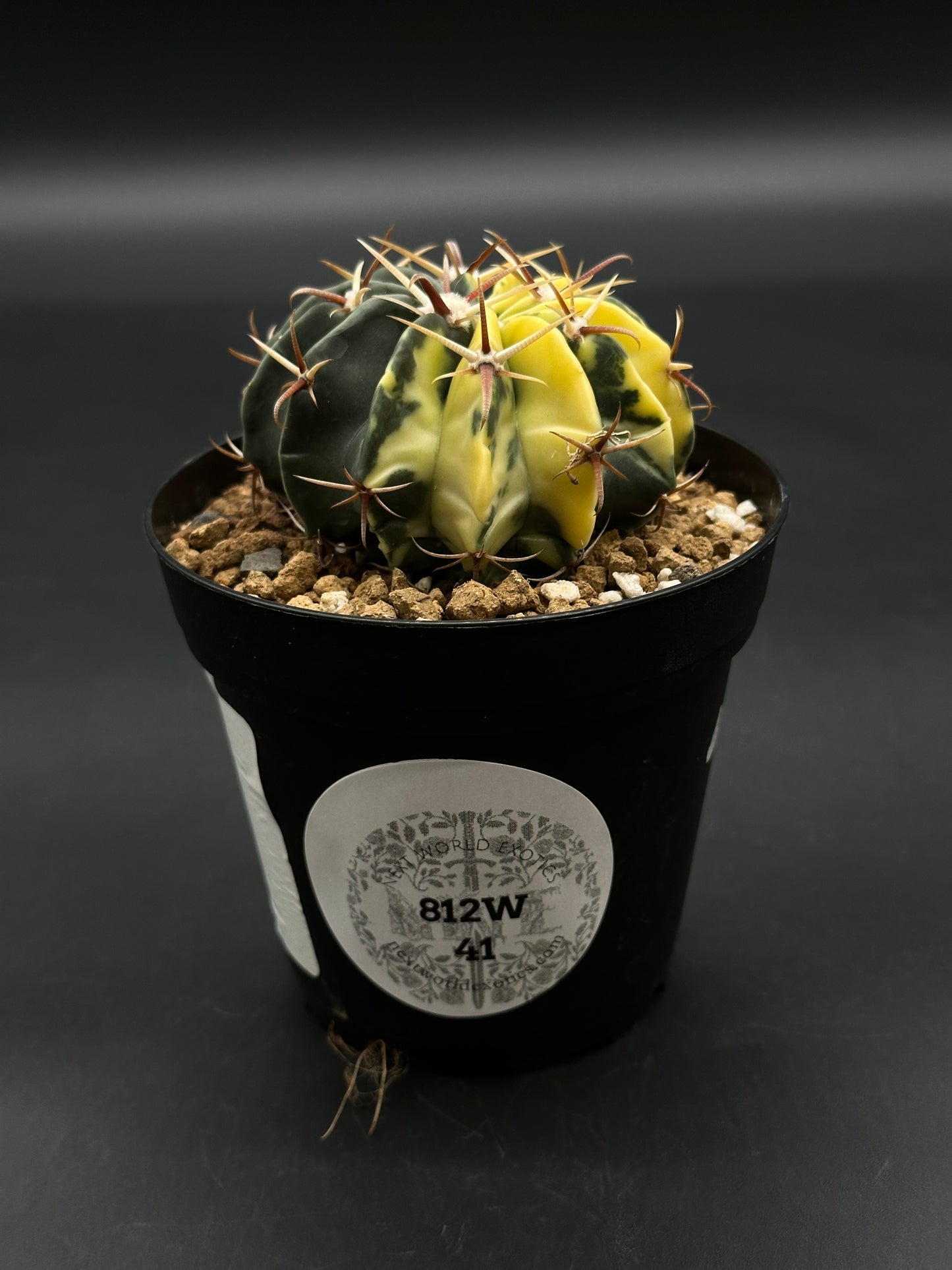 Variegated Echinocactus Texensis (812W41) in a 4-inch black pot with gritty mix and coarse rocks, featuring vertical ribs and reddish-brown spines.