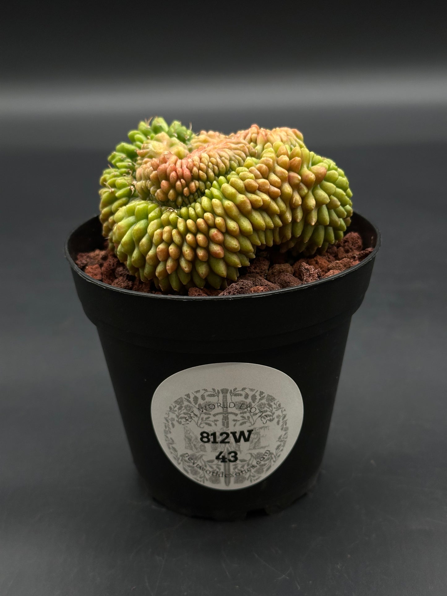 Gymnocalycium Mihanovichii Inermis Cristata (812W43) in a 4-inch pot, featuring a brain-like, crested surface with green to yellowish-orange tubercles.