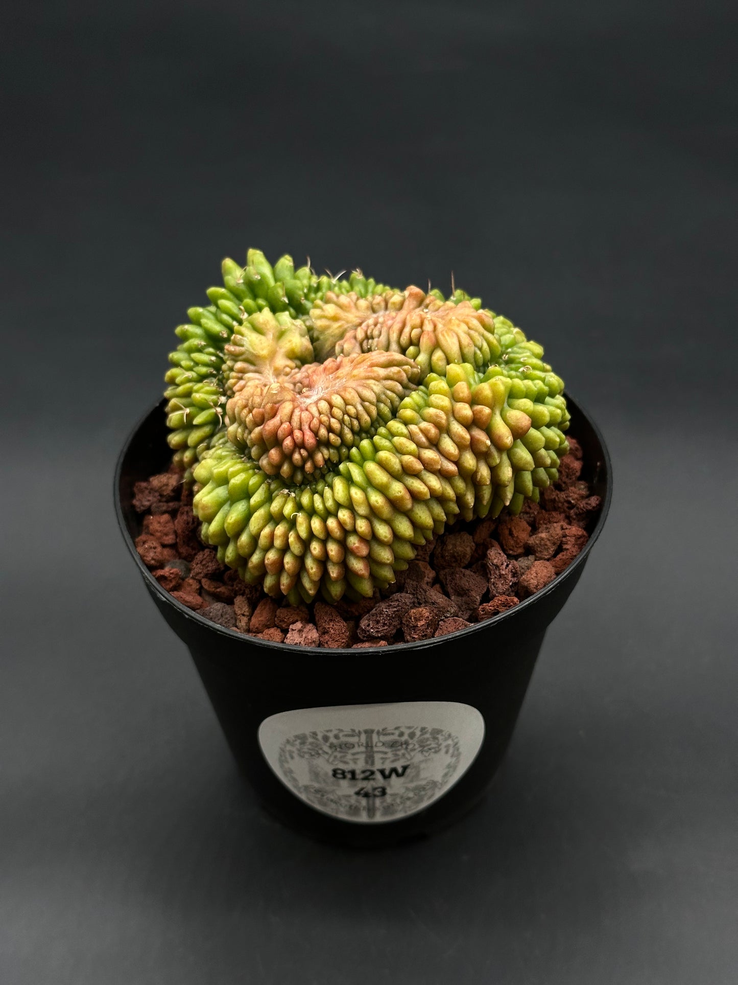 Gymnocalycium Mihanovichii Inermis Cristata in a 4-inch pot with reddish pumice, showcasing a unique fan-shaped crest of green to pinky-orange tubercles.