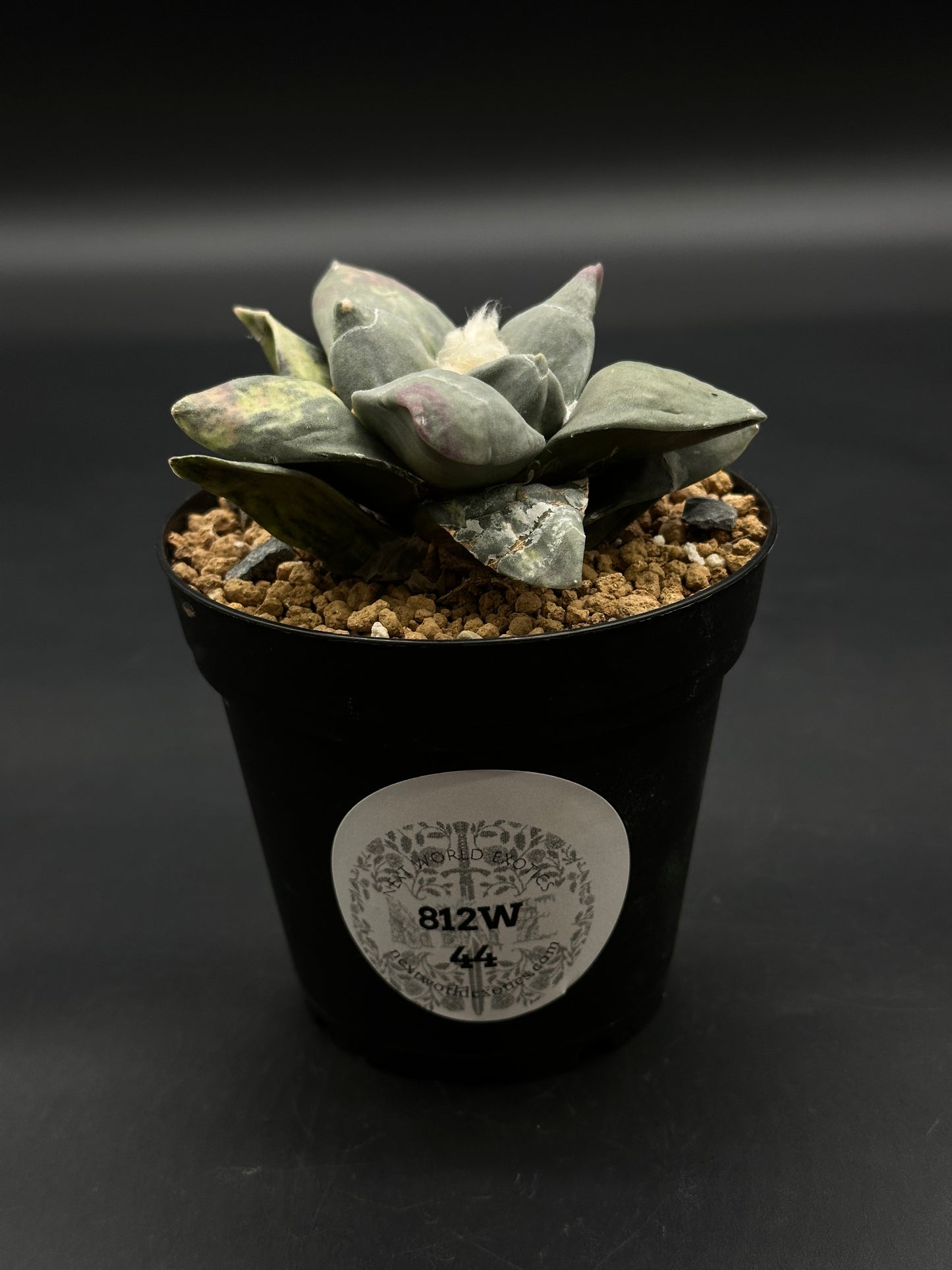 Ariocarpus Retusus Variegated (812W44) in a black pot, showcasing gray-green leaves with pink tips, arranged in a rosette, and a silver label.