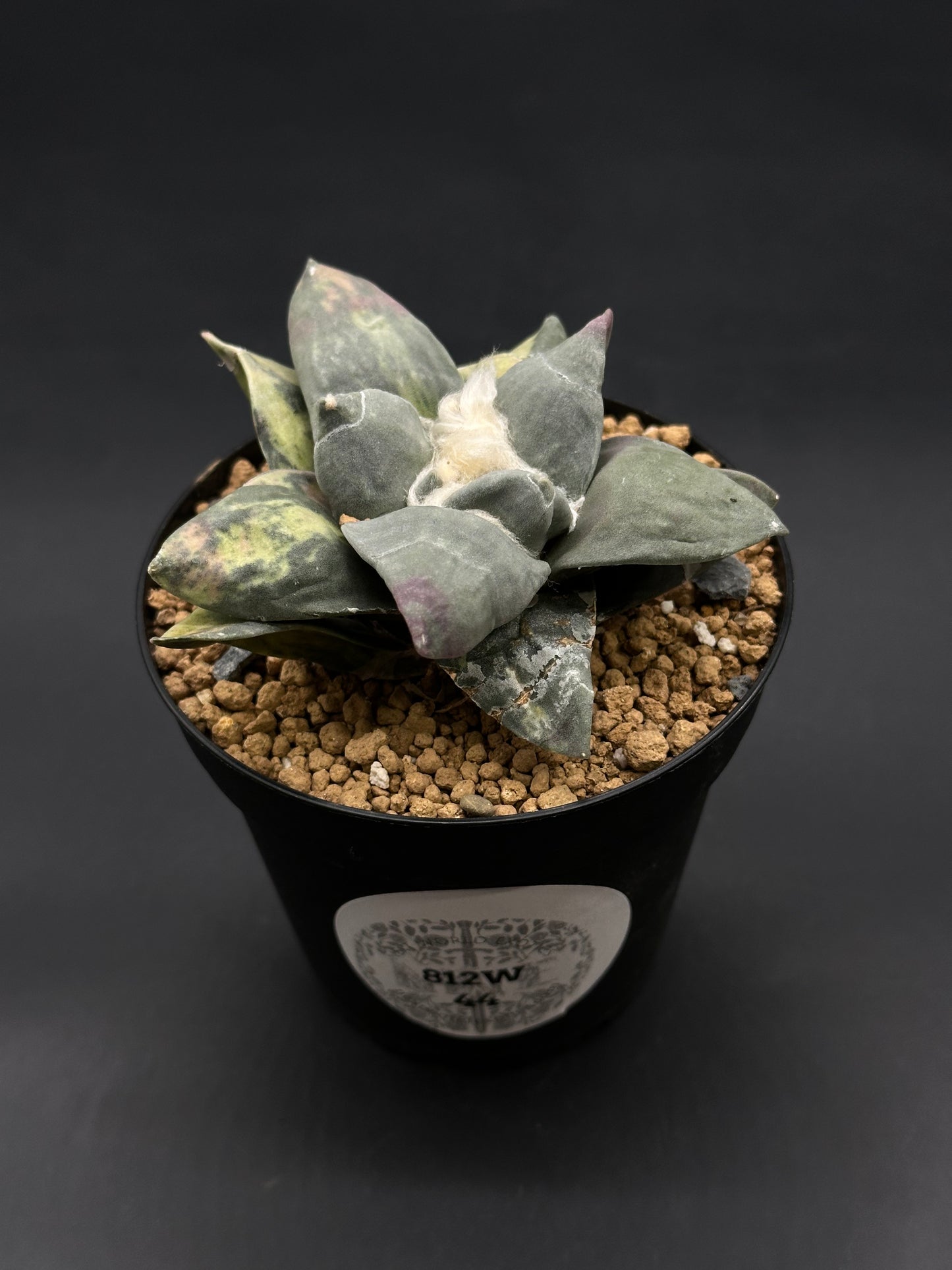 Ariocarpus Retusus Variegated (812W44) in 4-inch pot with chunky gravel mix, showcasing a rosette of thick, triangular gray-green leaves with purple mottling.