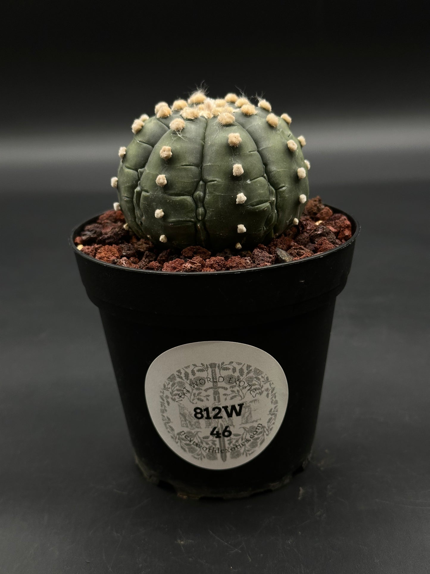 Astrophytum Asterias cv. 'Ooibo' Fukuryu cactus in a black 4-inch pot with reddish-brown lava rock substrate, displaying ribbed surface with woolly areoles.