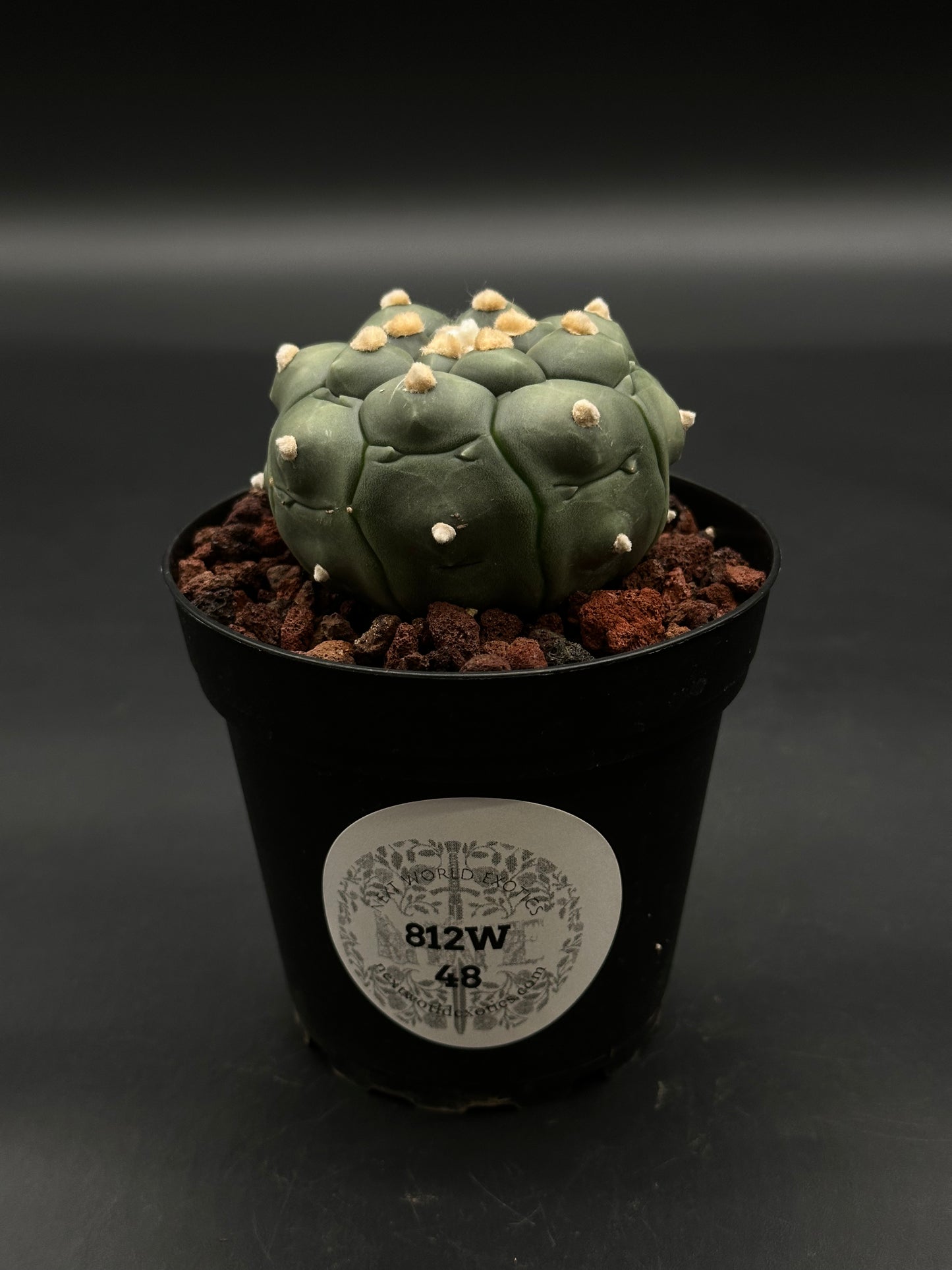 Astrophytum Asterias cv. 'Kikko Nudum' (812W48) cactus with tubercled segments in a black pot, labeled “New World Exotics,” in lava-rock mix.