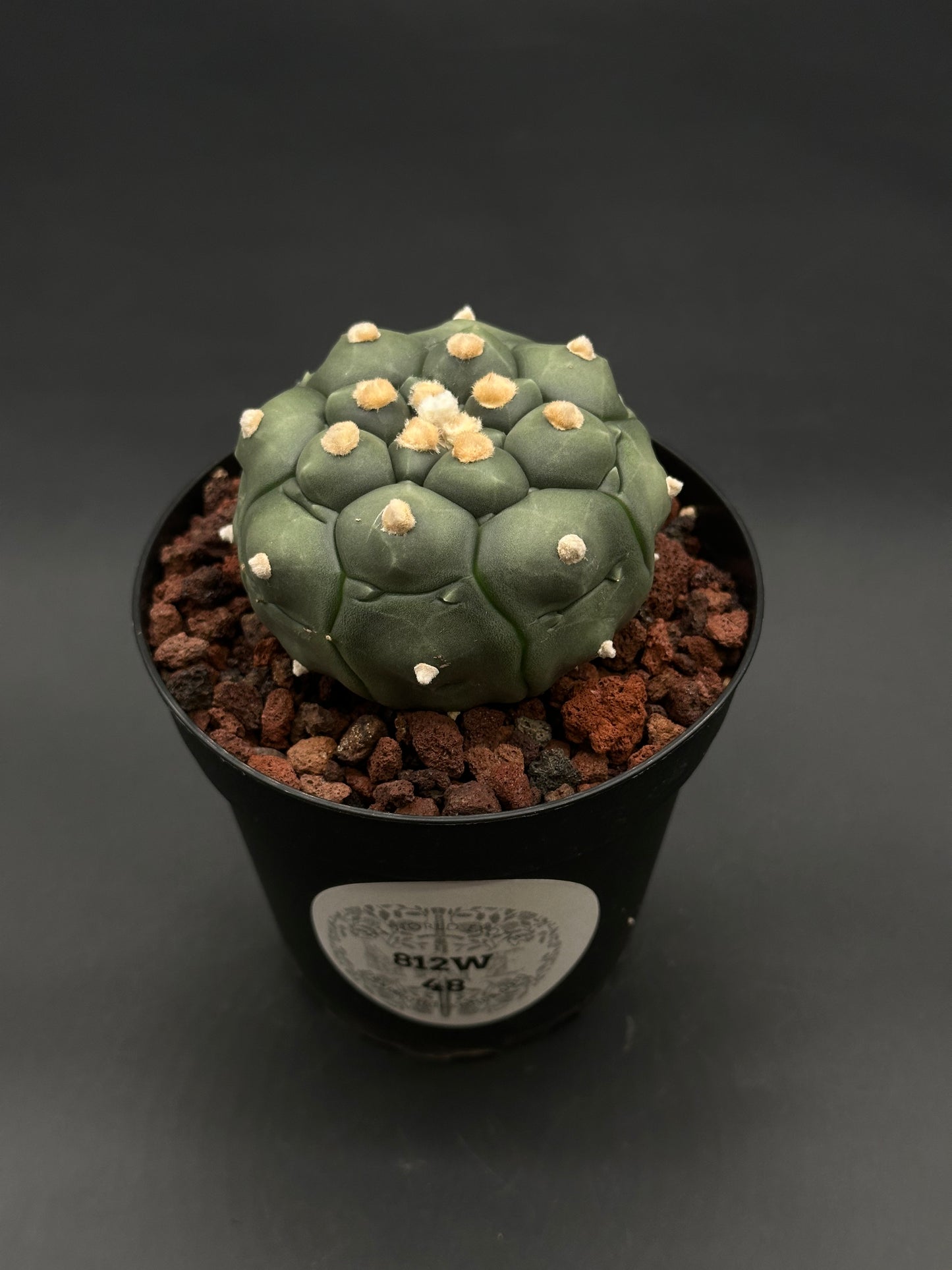 Astrophytum Asterias cv. 'Kikko Nudum' in a black pot, displayed with woolly areoles on its surface, nestled in a coarse, reddish-brown pumice mix.