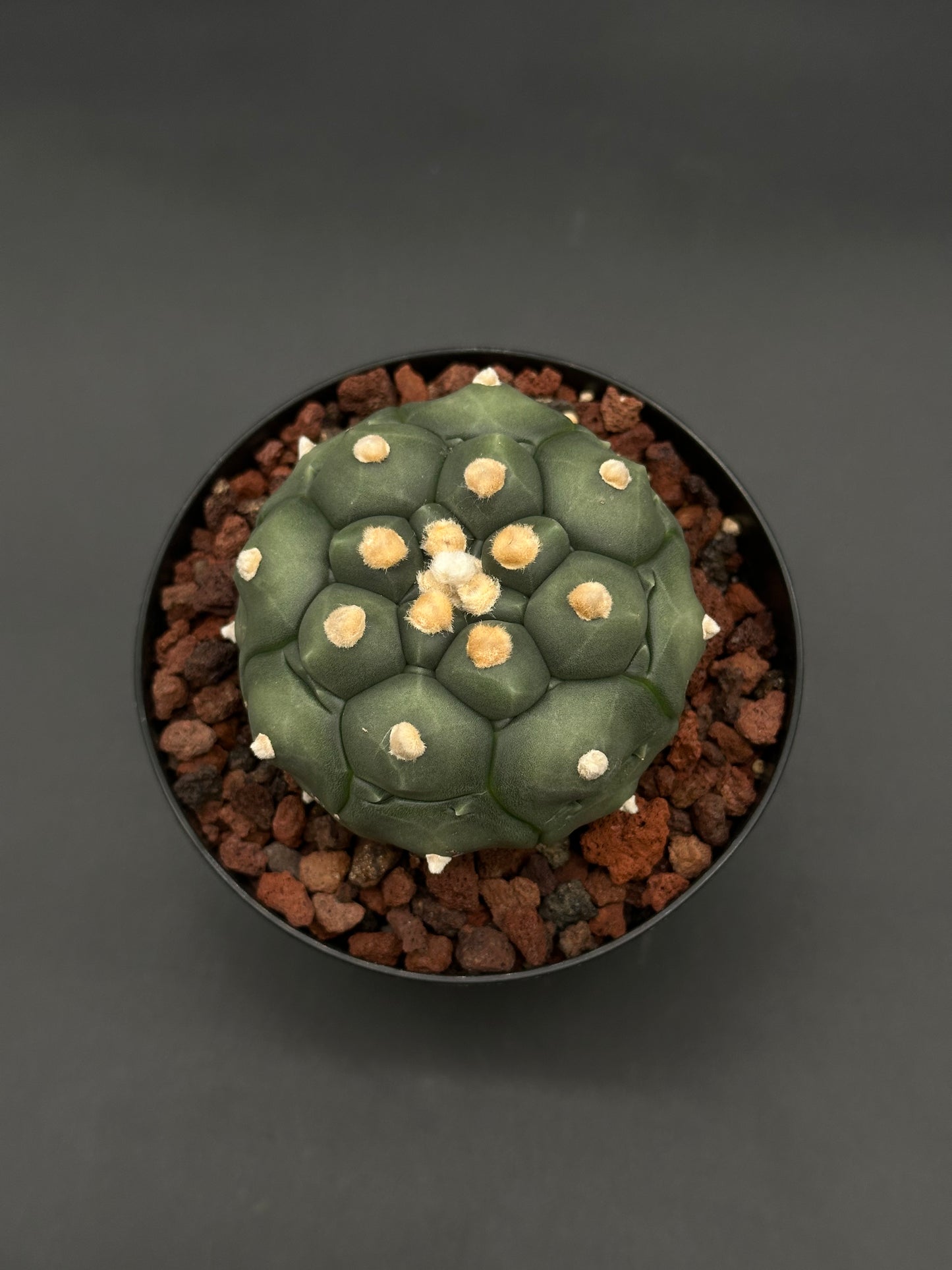 Astrophytum Asterias cv. 'Kikko Nudum' cactus in a black pot, featuring polygonal tubercles with pale woolly areoles, planted in a gritty, free-draining substrate.