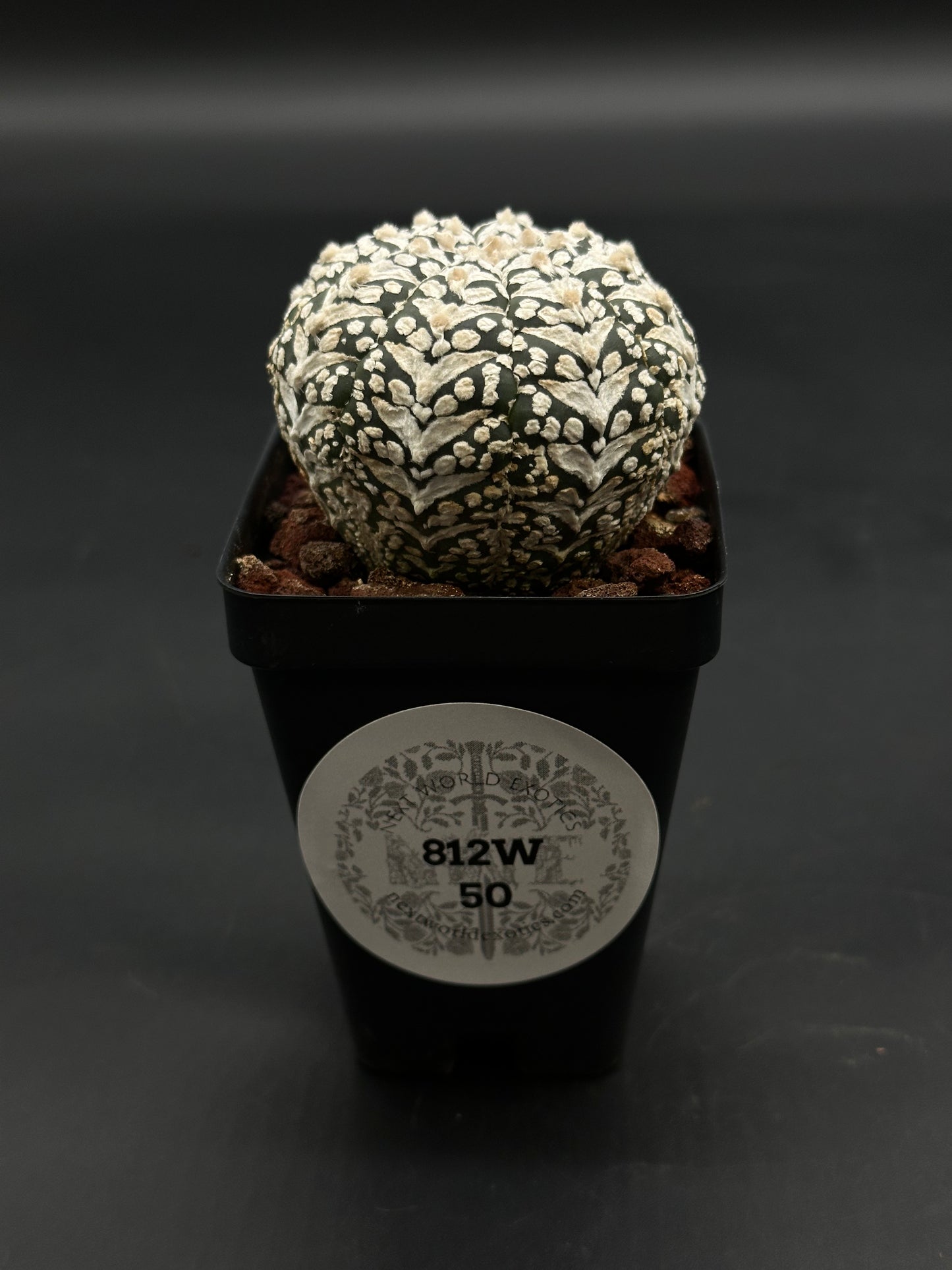 Astrophytum Asterias cv. 'Super Kabuto V-Type' cactus in a black pot with white felt-like patches, labeled 812W 50, planted in lava-rock substrate.