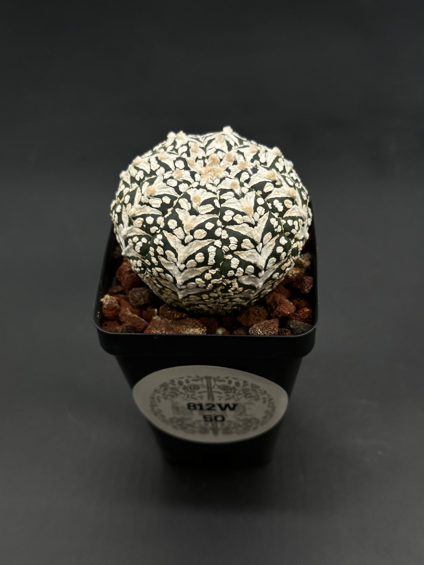 Astrophytum Asterias cv. 'Super Kabuto V-Type' in a 4-inch nursery pot with rocky cactus mix, ideal for exotic plant enthusiasts.