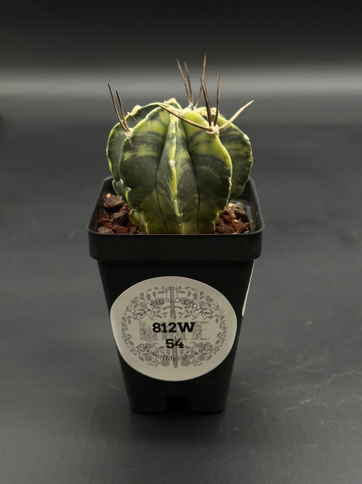 Astrophytum Capricorne Variegated (812W54) in a black pot, showcasing green-yellow marbled ribs and brown spines, from Next World Exotics' rare plant collection.