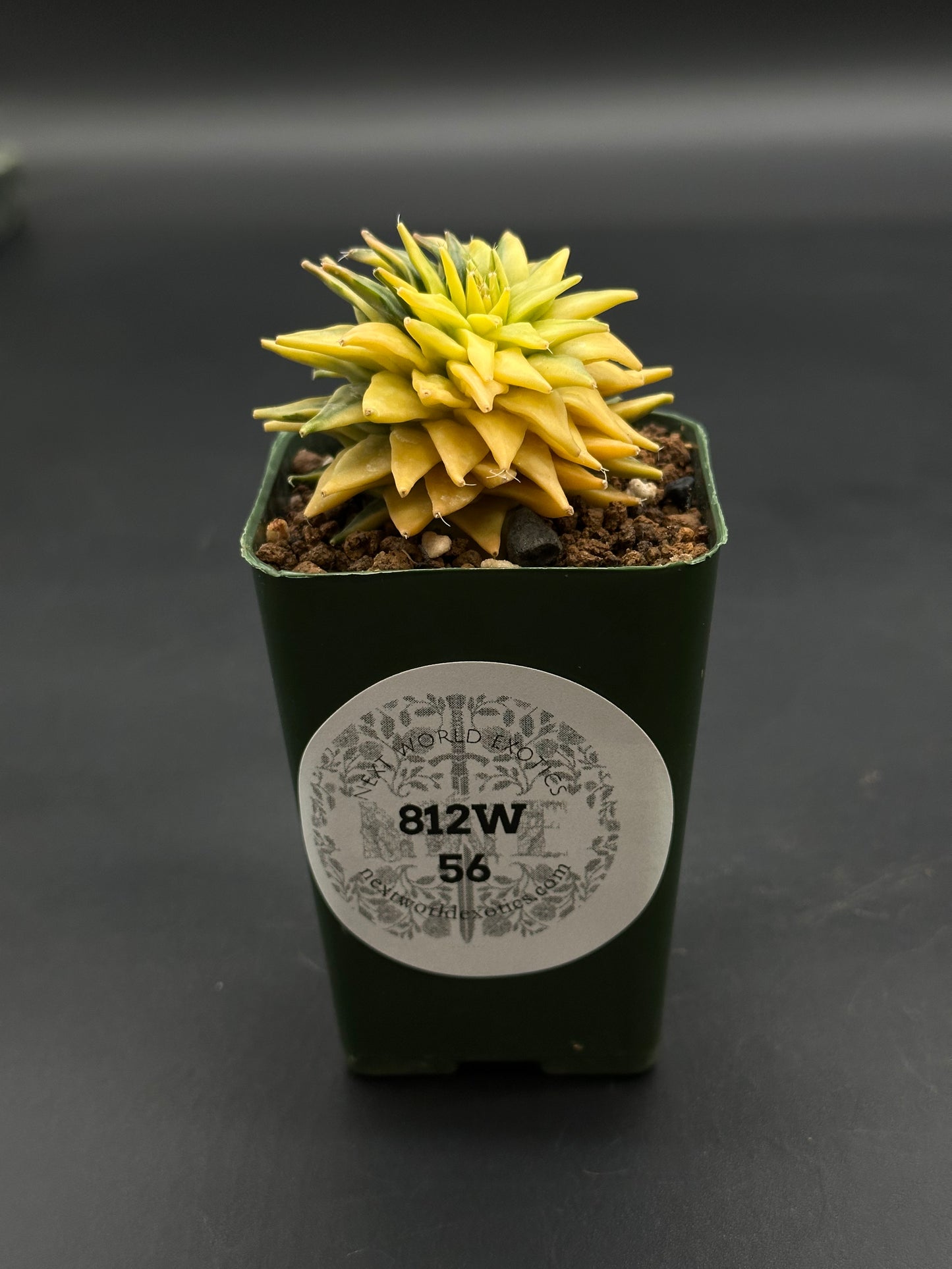 Obregonia Denegrii Variegated (812W56) in a small green pot, featuring tightly clustered, spiky leaves. Labeled “Next World Exotics 812W 56.”