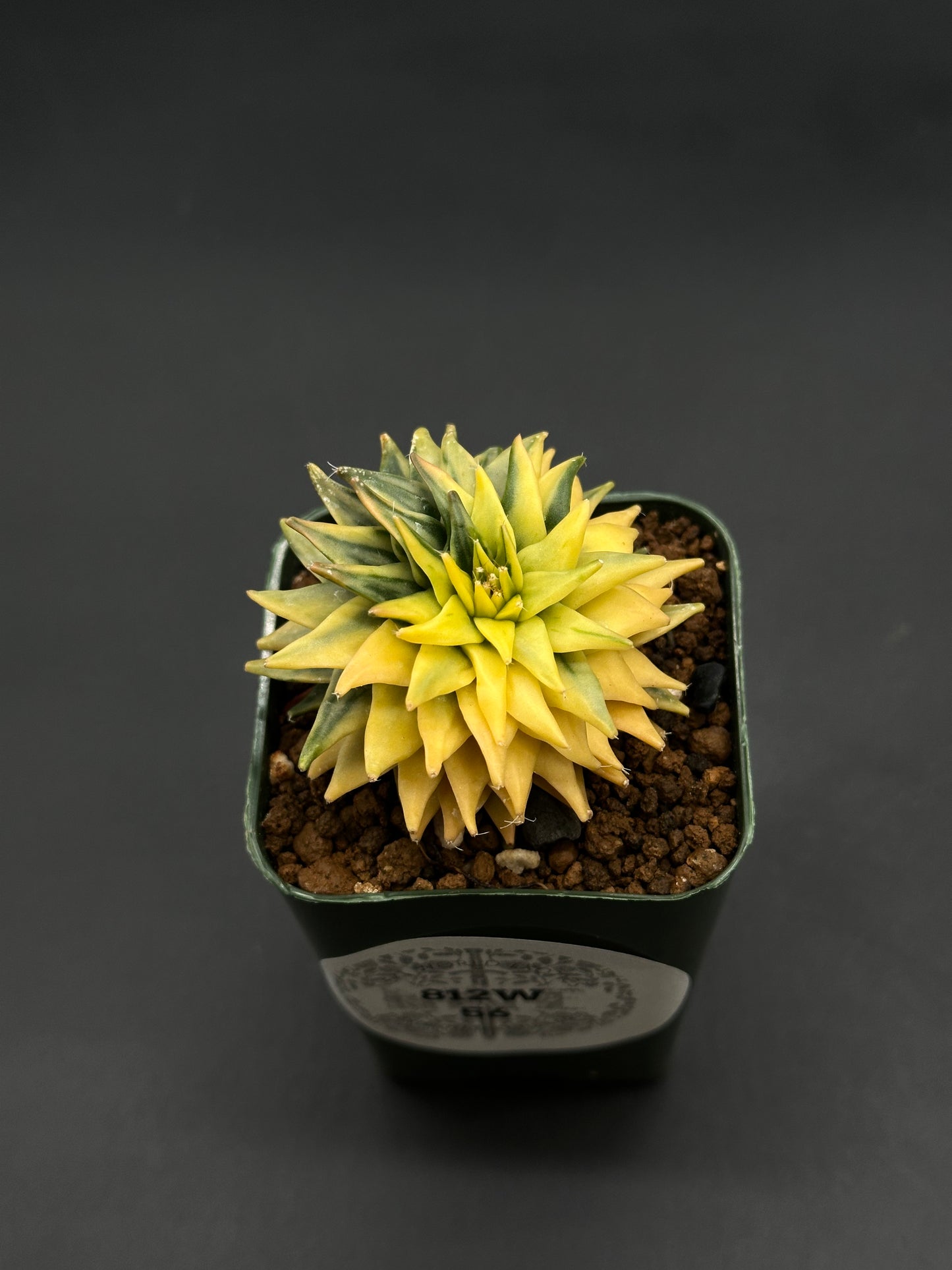 Obregonia Denegrii Variegated (812W56) in a square pot with spiraled, pointed leaves, displayed in gritty potting mix; a rare succulent for collectors.