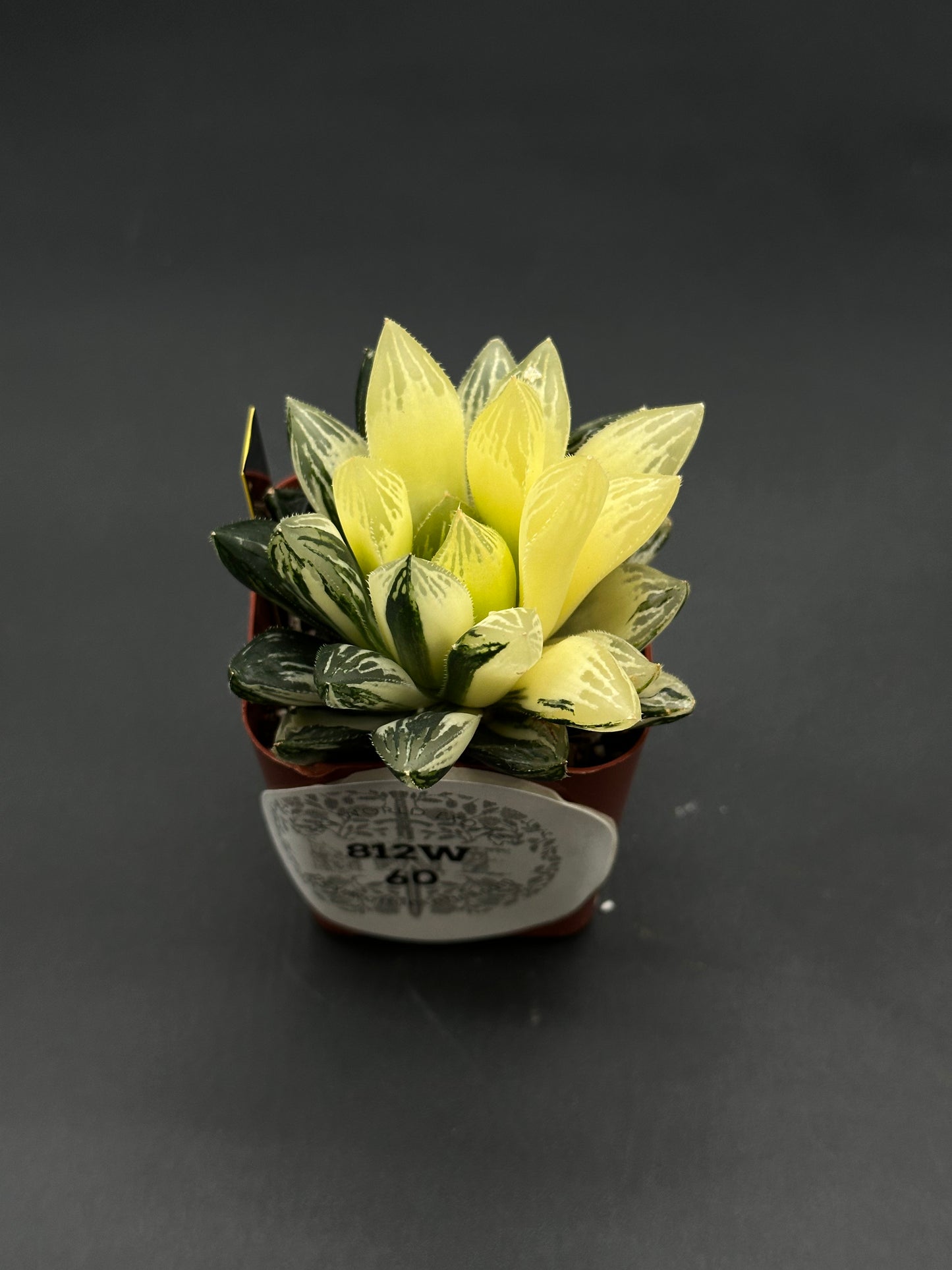 Haworthia Obtusa Variegated (812W60) in a square nursery pot, showcasing a rosette of translucent, veined leaves, perfect for exotic houseplant enthusiasts.
