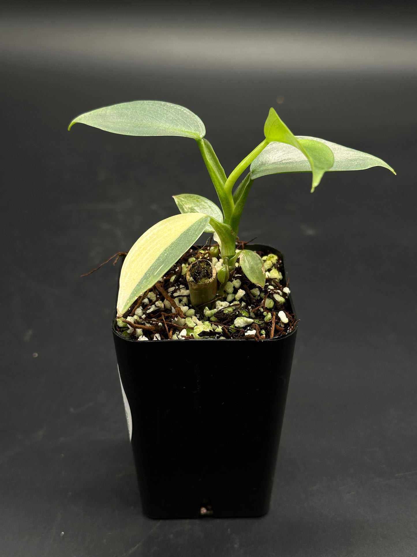 Zorp-Flop-99000: A rare tropical houseplant cutting in a black nursery pot with chunky bark and perlite mix, featuring young leaves, one potentially variegated.