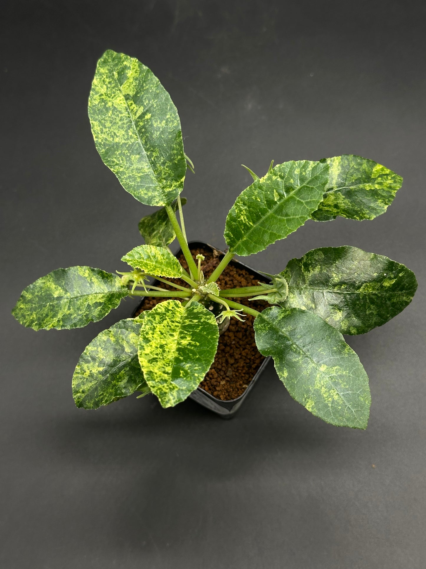 πΎπ Bleep-Bloop-McFuzz ππΎ: A small potted plant with broad, mottled leaves, grown in a LECA medium, ideal for exotic houseplant collectors.
