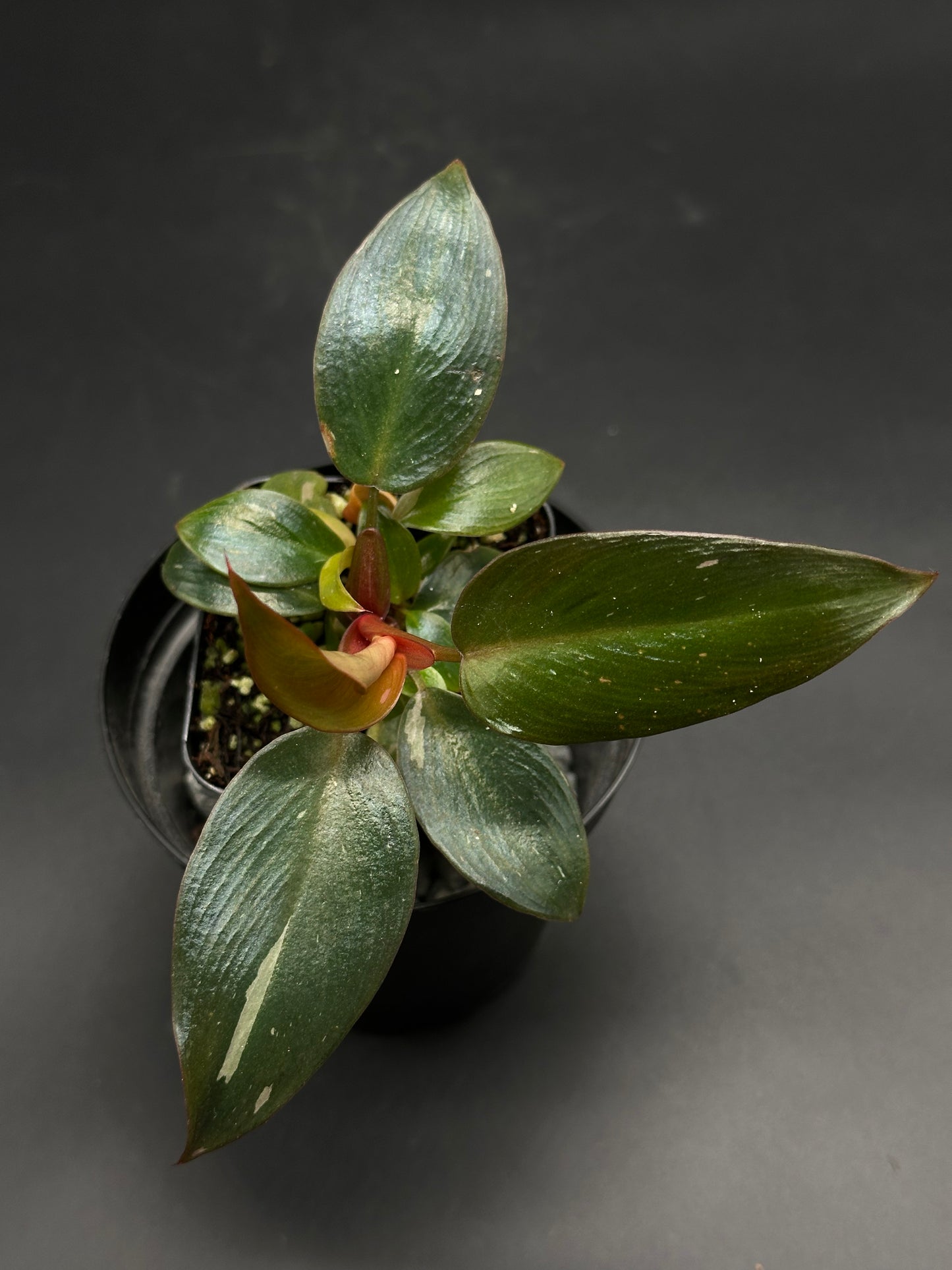 Juvenile philodendron 'Gonk-Gonk-Wobble' in a black pot, featuring glossy dark green leaves and a reddish-orange young leaf, offered by Next World Exotics.