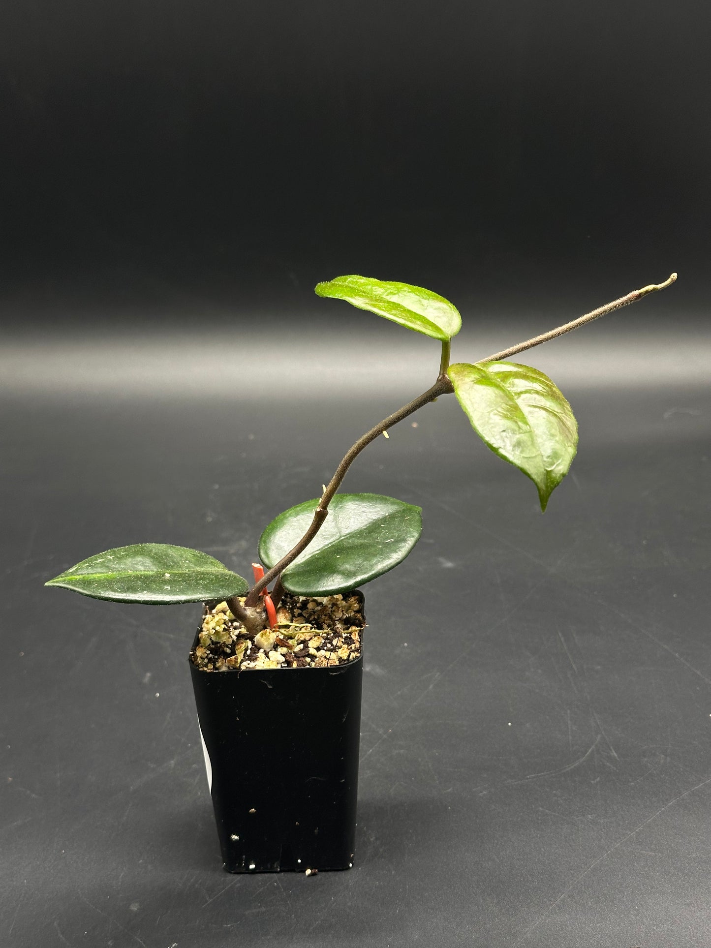 Bongo-Zongo-Tap (130W087) features a young Hoya vine in a 2β³β3β³ nursery pot with glossy green leaves, ideal for exotic plant enthusiasts.