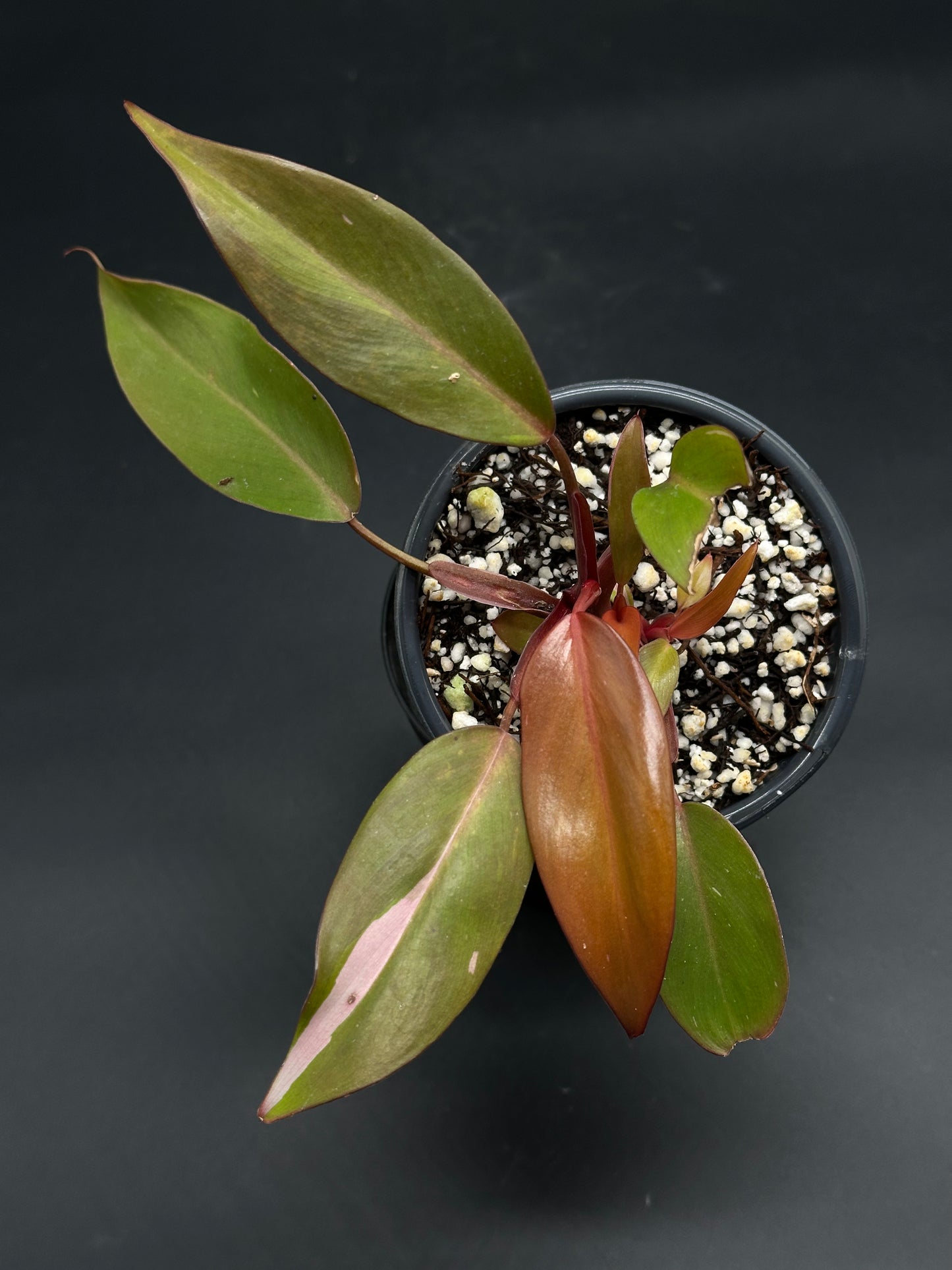 π¦·π² Gurgle-Blurp-Zap π²π¦· (130W101) potted variegated Philodendron with spear-shaped leaves, showcasing coppery-red and pink variegation, in a black nursery pot.